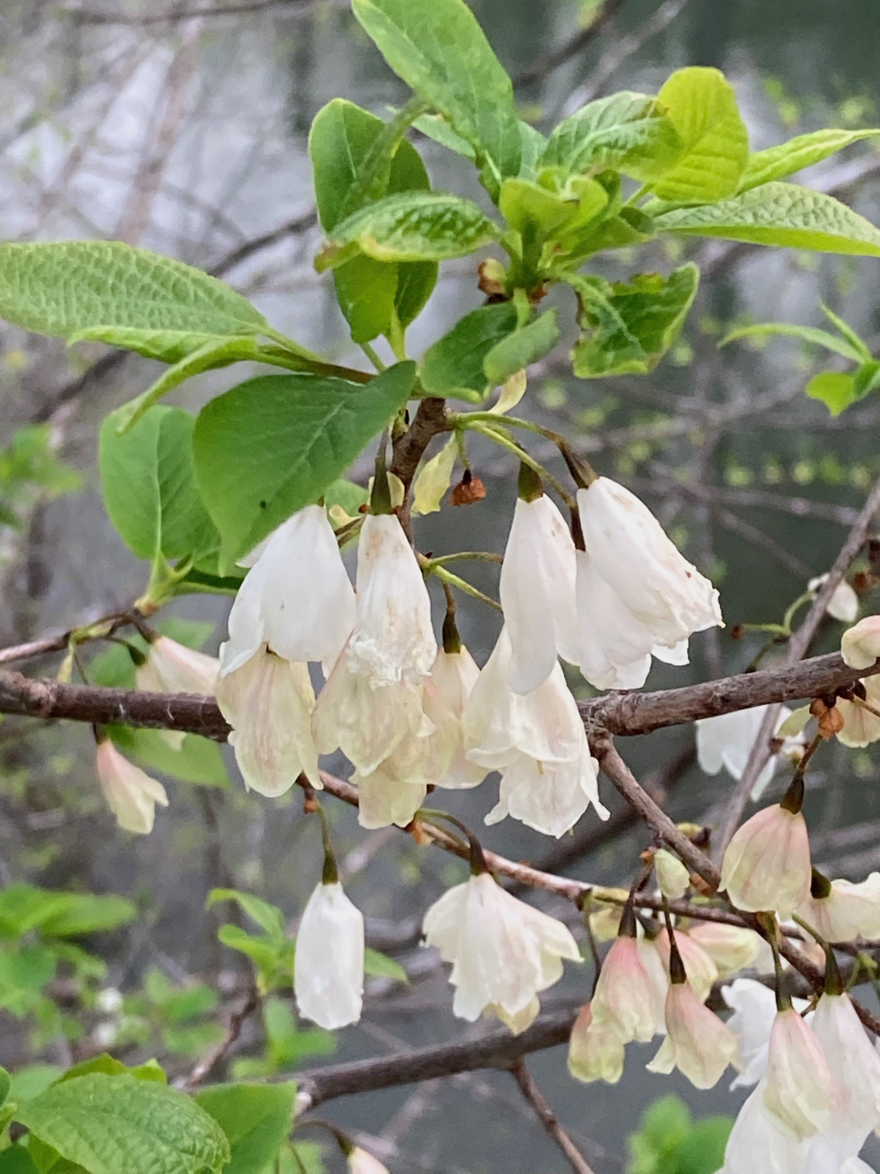 The Scientific Name is Halesia tetraptera [split from Halesia carolina]. You will likely hear them called Common Silverbell, Mountain Silverbell, Snowdrop-tree. This picture shows the White, pink-tinged  pendulous, bell-shaped flowers. of Halesia tetraptera [split from Halesia carolina]