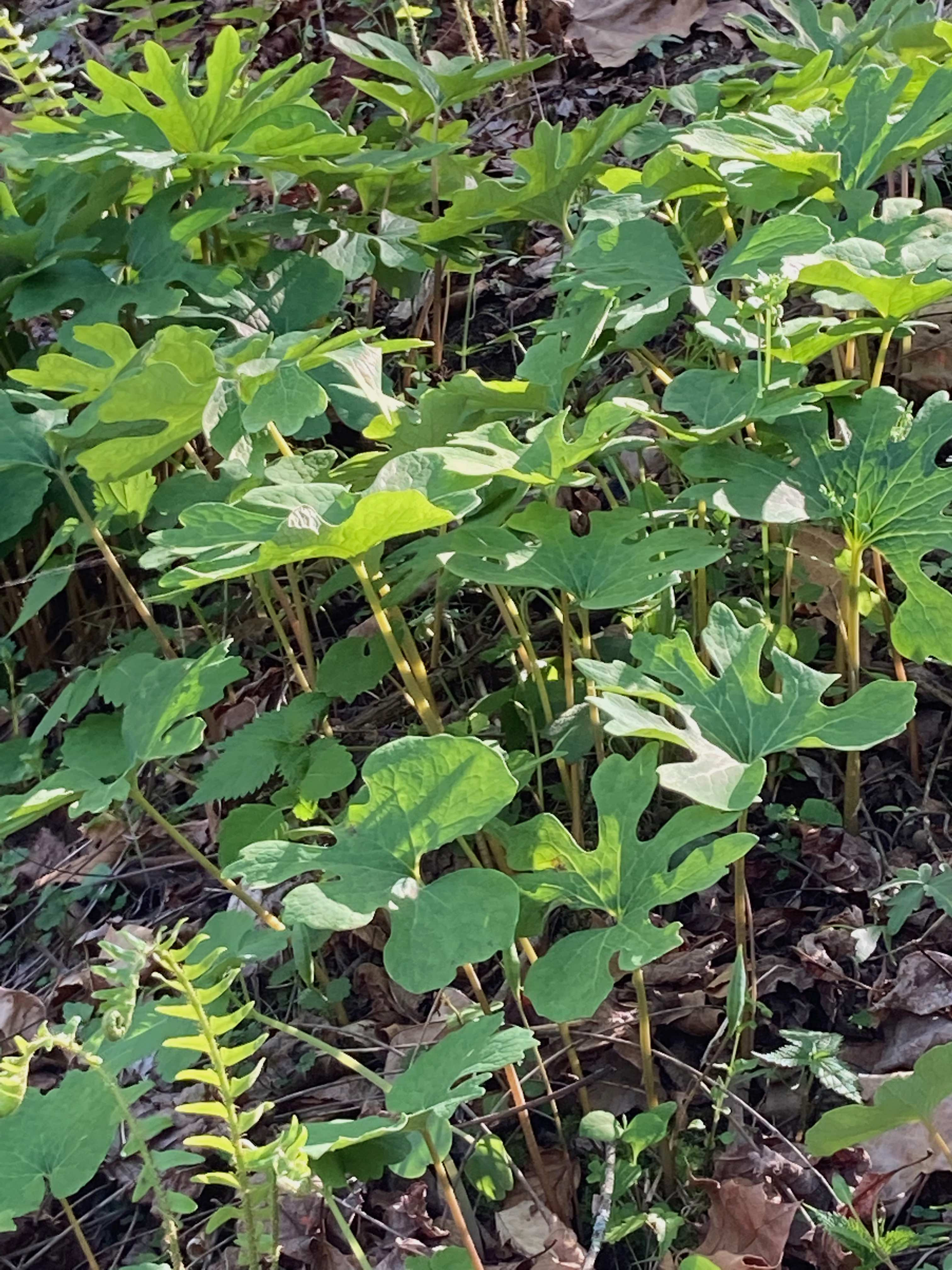 The Scientific Name is Sanguinaria canadensis. You will likely hear them called Bloodroot, Red Puccoon. This picture shows the A large patch. of Sanguinaria canadensis
