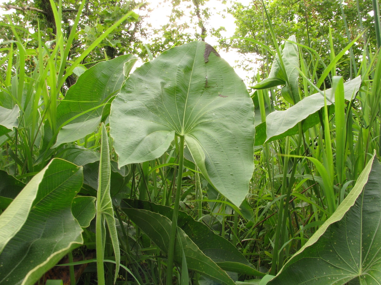 The Scientific Name is Sagittaria latifolia. You will likely hear them called Broadleaf Arrowhead, Duck-potato. This picture shows the Distinctive arrowhead-shaped leaf blade of Sagittaria latifolia