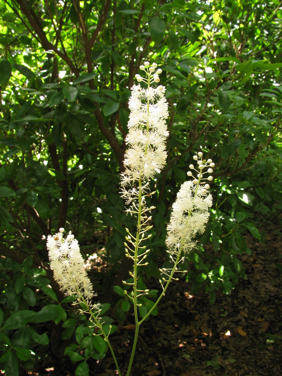 The Scientific Name is Actaea racemosa [= Cimicifuga racemosa]. You will likely hear them called Common Black Cohosh, Early Black Cohosh. This picture shows the The white flowers have no petals but consist of tight clusters of many white stamens surrounding a white stigma. of Actaea racemosa [= Cimicifuga racemosa]