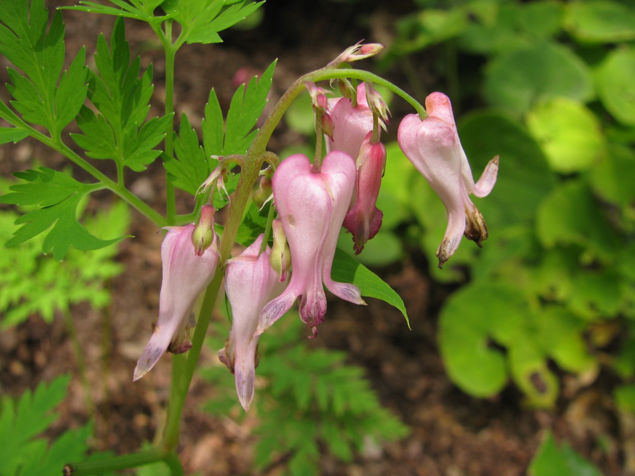 The Scientific Name is Dicentra eximia. You will likely hear them called Wild Bleeding Heart, Fringed Bleeding Heart. This picture shows the Close-up of flowers of Dicentra eximia