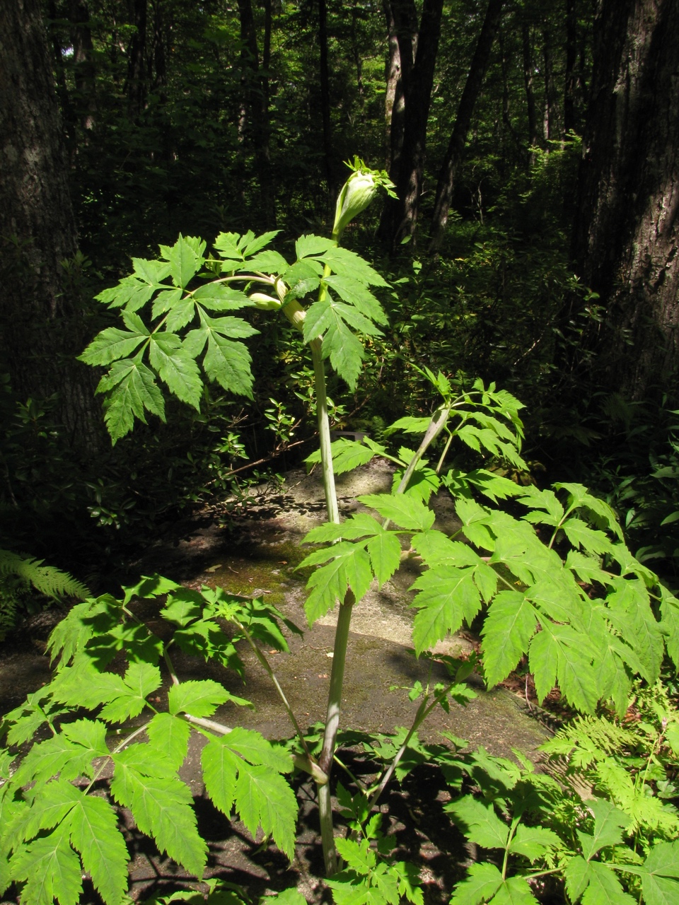 The Scientific Name is Angelica triquinata. You will likely hear them called Filmy Angelica, Mountain Angelica, Appalachian Angelica. This picture shows the Compound, alternate leaves of Angelica triquinata