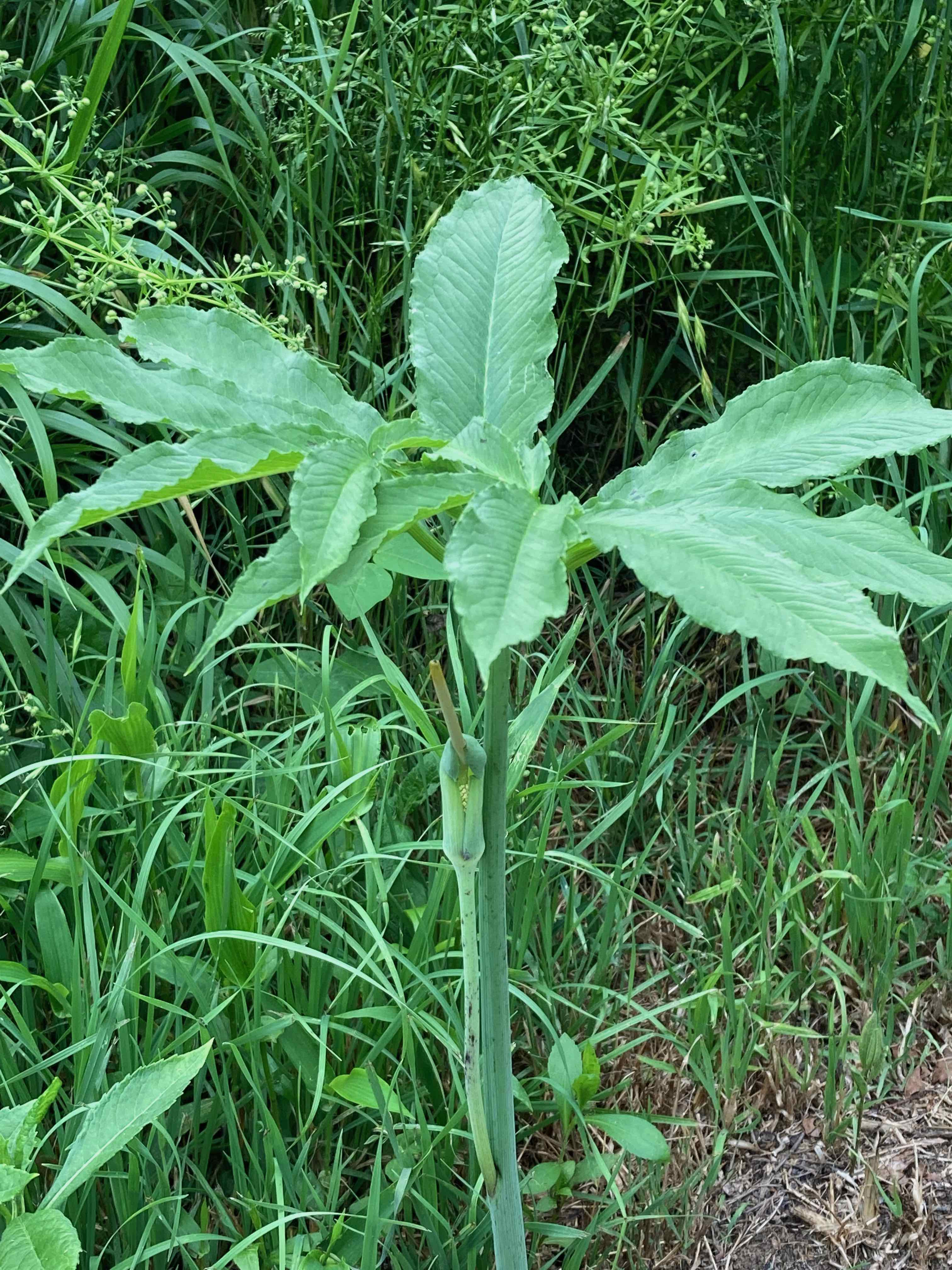 The Scientific Name is Arisaema dracontium [= Muricauda dracontium]. You will likely hear them called Green Dragon. This picture shows the On the edge of a wet depression along the Little Tennessee River Greenway. of Arisaema dracontium [= Muricauda dracontium]