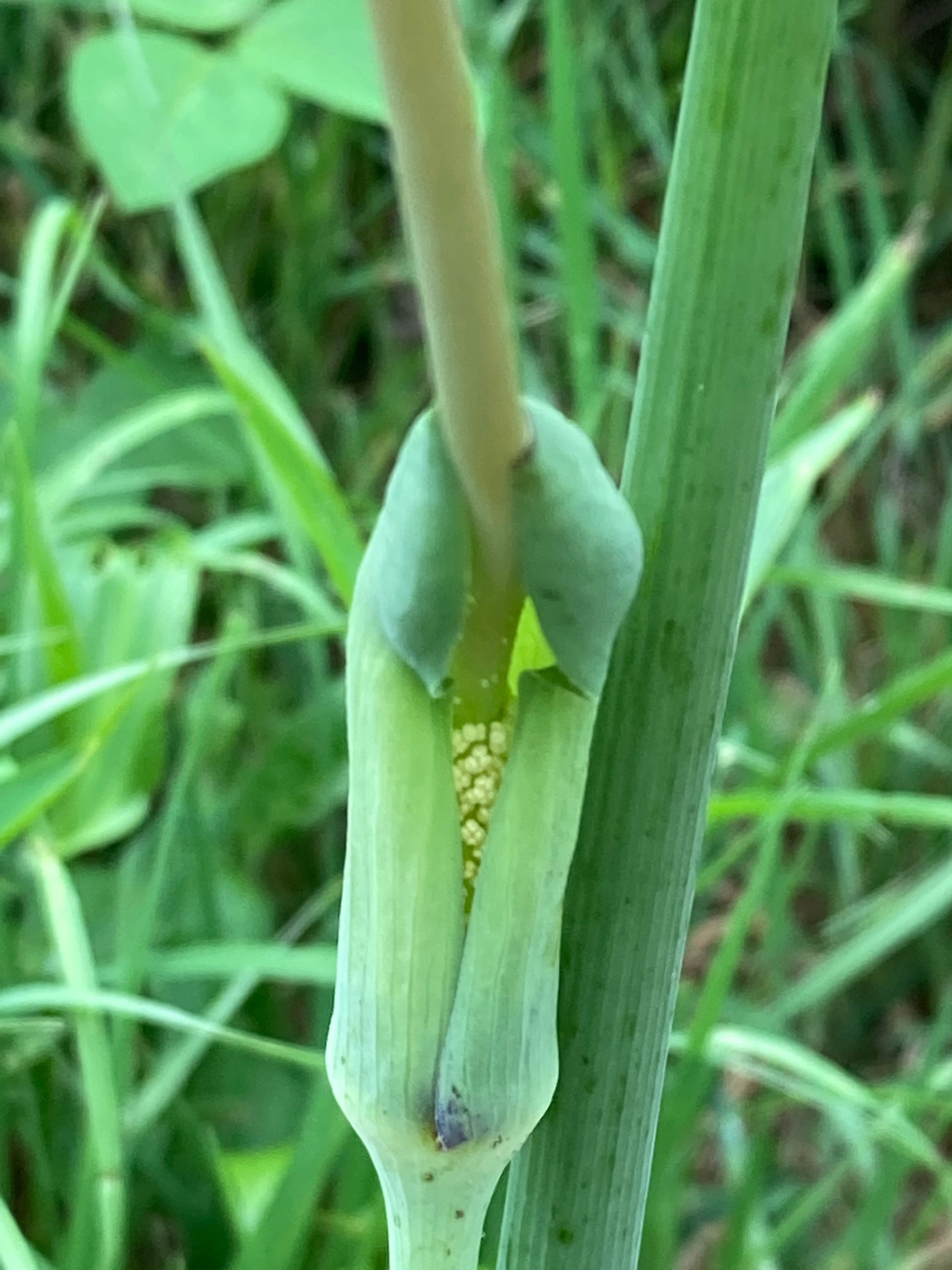 The Scientific Name is Arisaema dracontium [= Muricauda dracontium]. You will likely hear them called Green Dragon. This picture shows the Notice the spadix which extends far beyond the spathe. of Arisaema dracontium [= Muricauda dracontium]