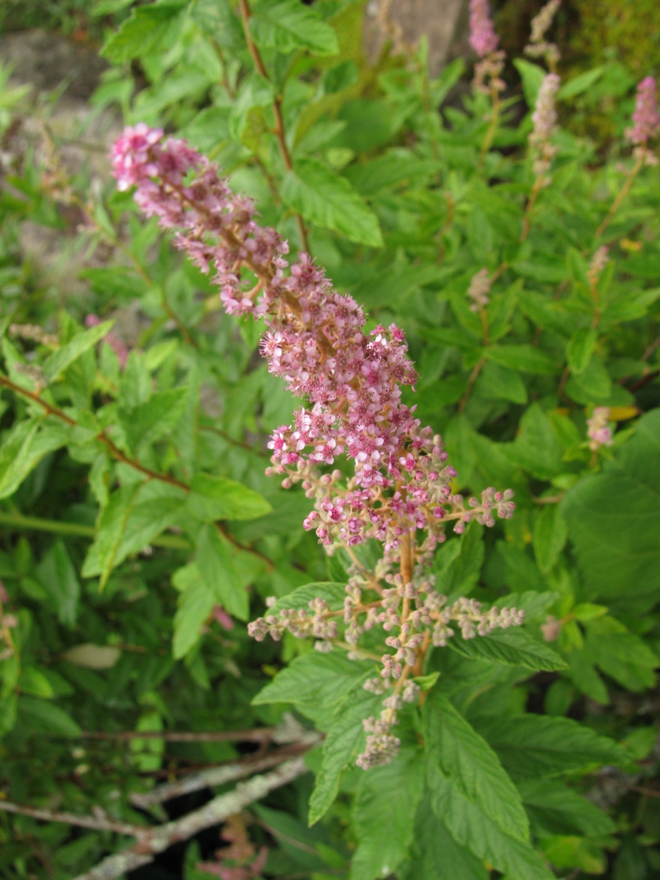 The Scientific Name is Spiraea tomentosa. You will likely hear them called Hardhack, Steeplebush, Rosy Meadowsweet. This picture shows the The inflorescence has a narrow 