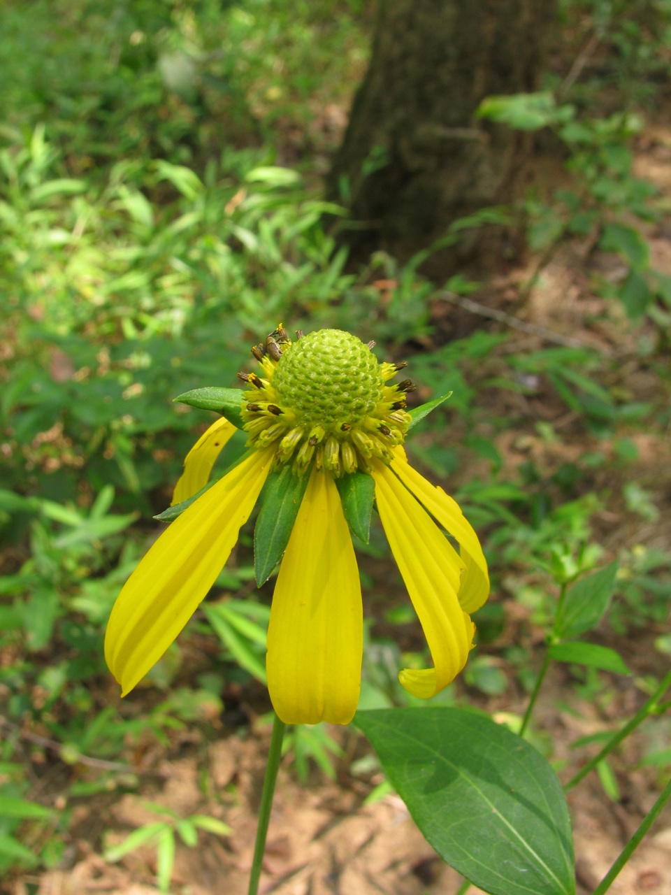 The Scientific Name is Rudbeckia laciniata. You will likely hear them called Cutleaf Coneflower, Goldenglow, Green-headed Coneflower, Sochan. This picture shows the Close-up of flower showing dome-shaped green disk of Rudbeckia laciniata