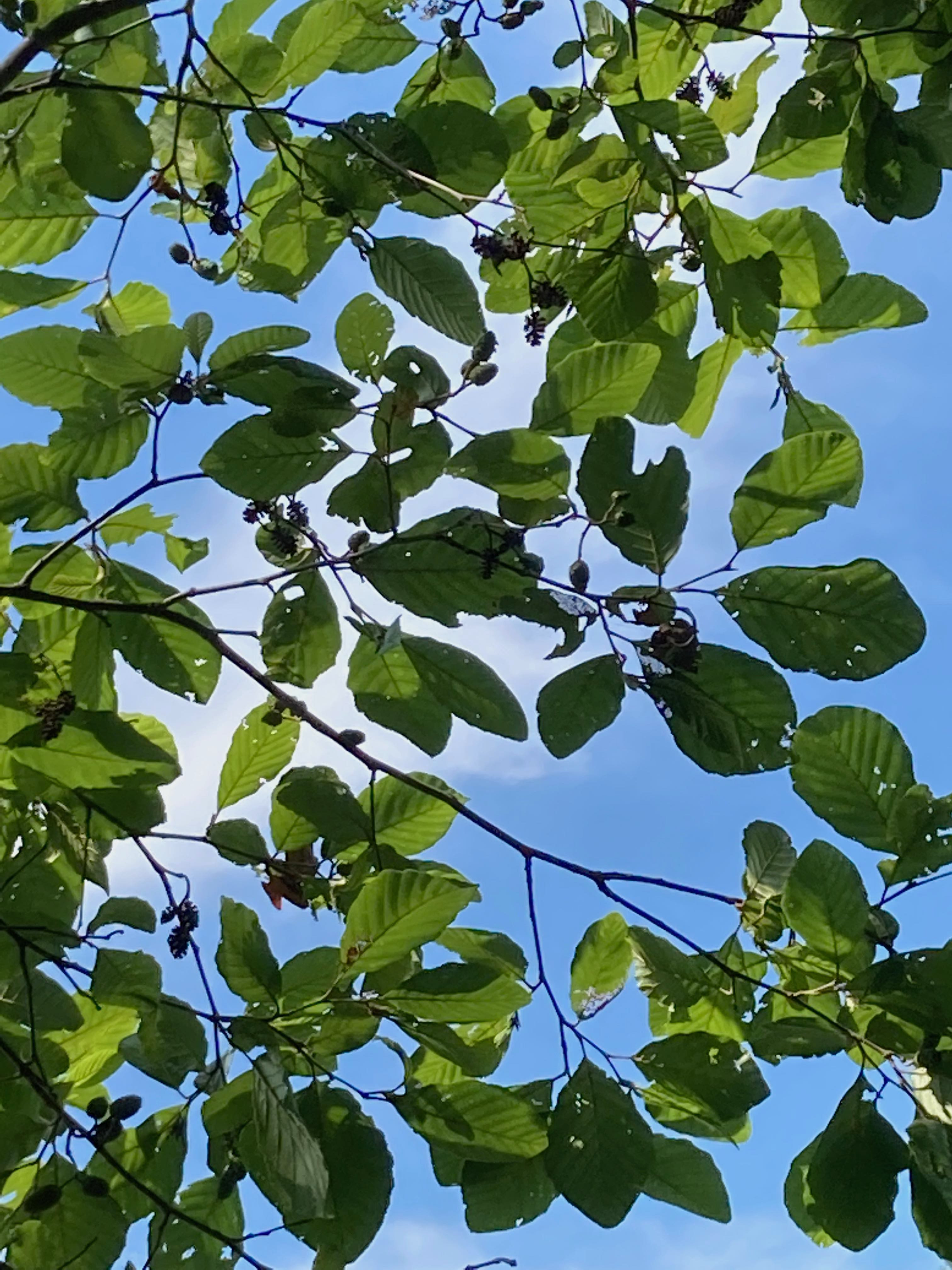 The Scientific Name is Alnus serrulata [= Alnus incana, Alnus noveboracensis]. You will likely hear them called Tag Alder, Hazel Alder, Common Alder, Smooth Alder. This picture shows the Looking up through the canopy. Notice the alternately arranged leaves, this year's new fruit, and last years empty 