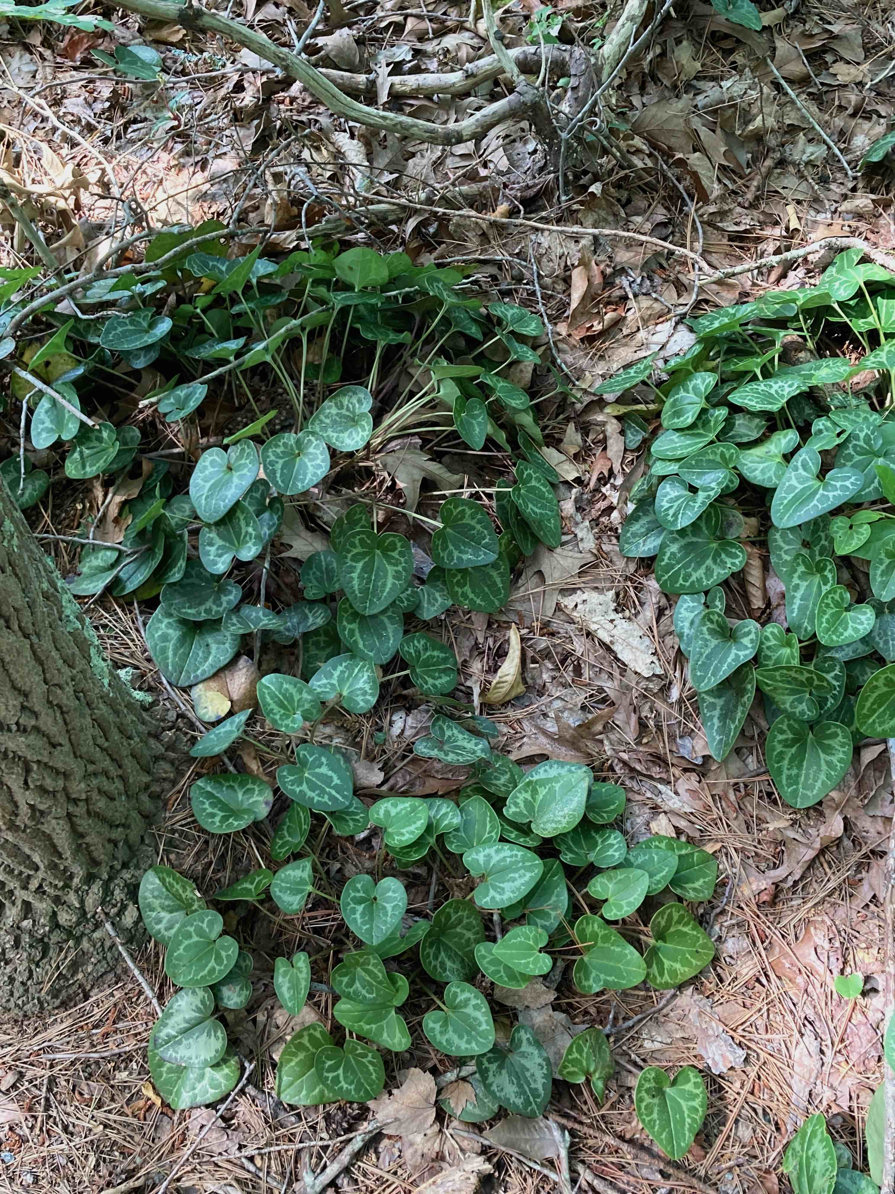 The Scientific Name is Hexastylis minor. You will likely hear them called Little Heartleaf, Little Ginger. This picture shows the Several plants growing together in the forest understory. of Hexastylis minor