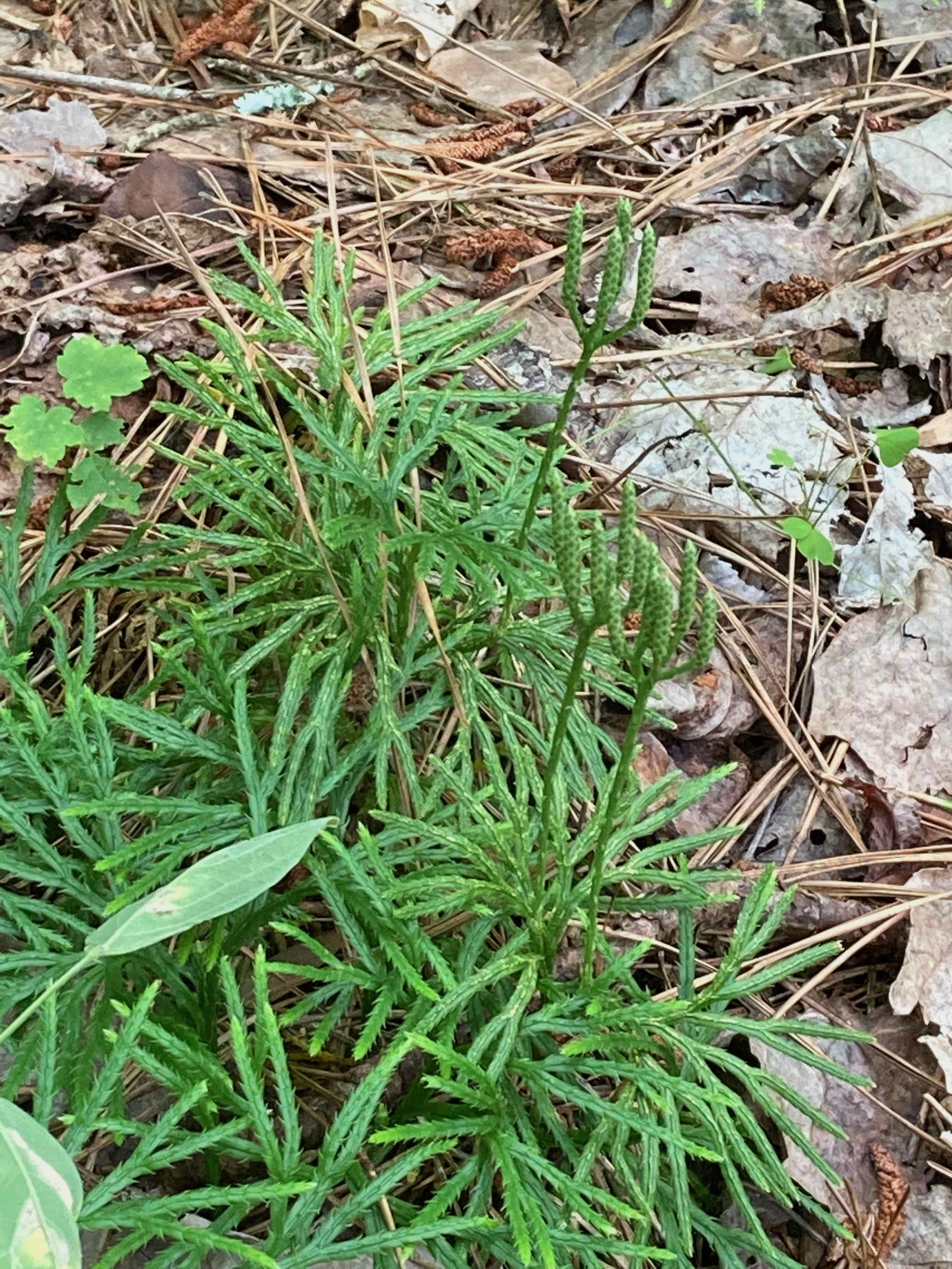 The Scientific Name is Diphasiastrum digitatum [= Lycopodium digitatum]. You will likely hear them called Common Running-cedar, Fan Ground-pine. This picture shows the The plant has horizontal rhizomes which bear vertical stems at intervals - sterile and fertile branchlets. of Diphasiastrum digitatum [= Lycopodium digitatum]