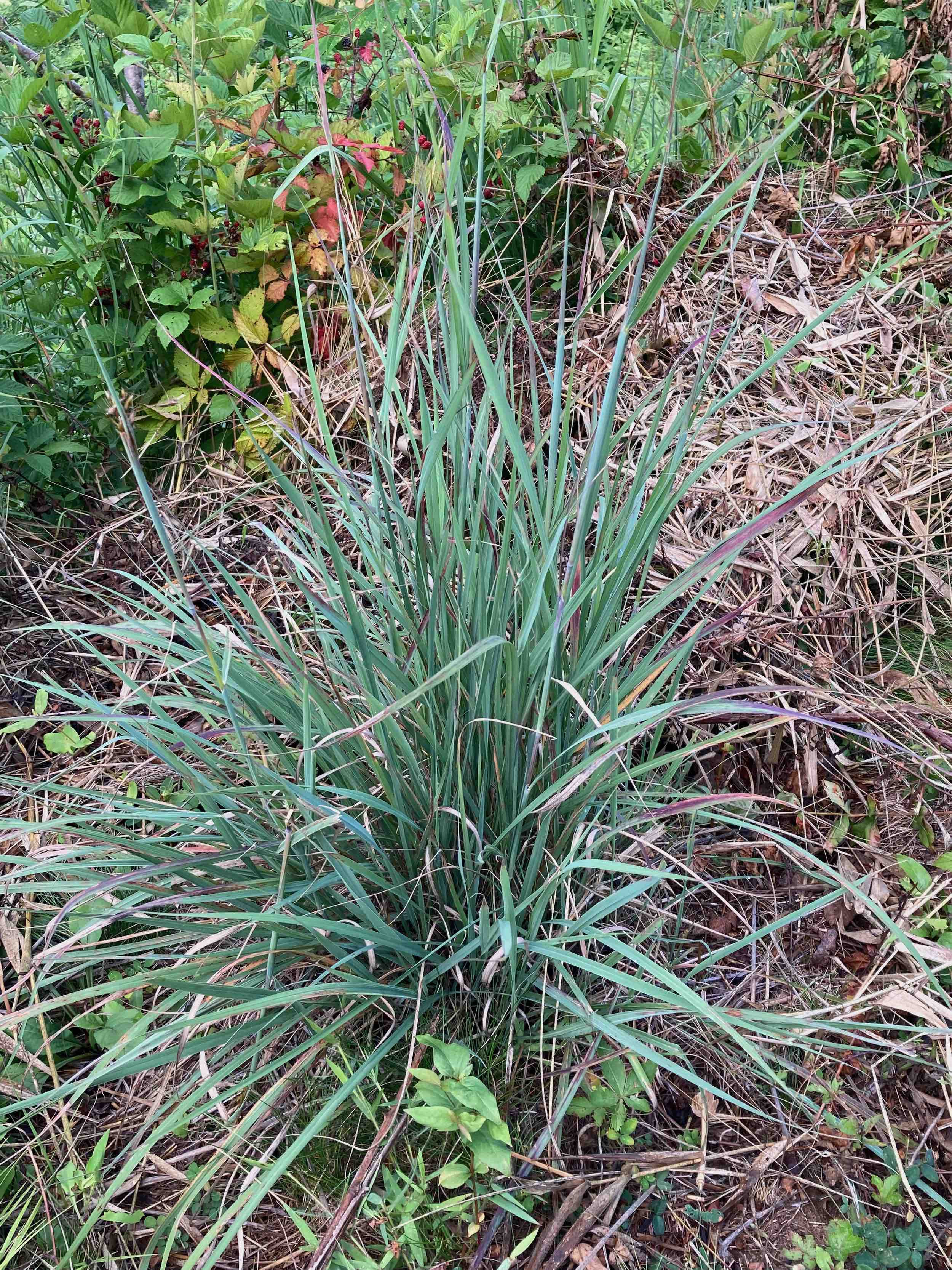 The Scientific Name is Sorghastrum nutans. You will likely hear them called Yellow Indiangrass, Prairie Indiangrass. This picture shows the The glaucous stems and leaves give the plant a bluish color. of Sorghastrum nutans