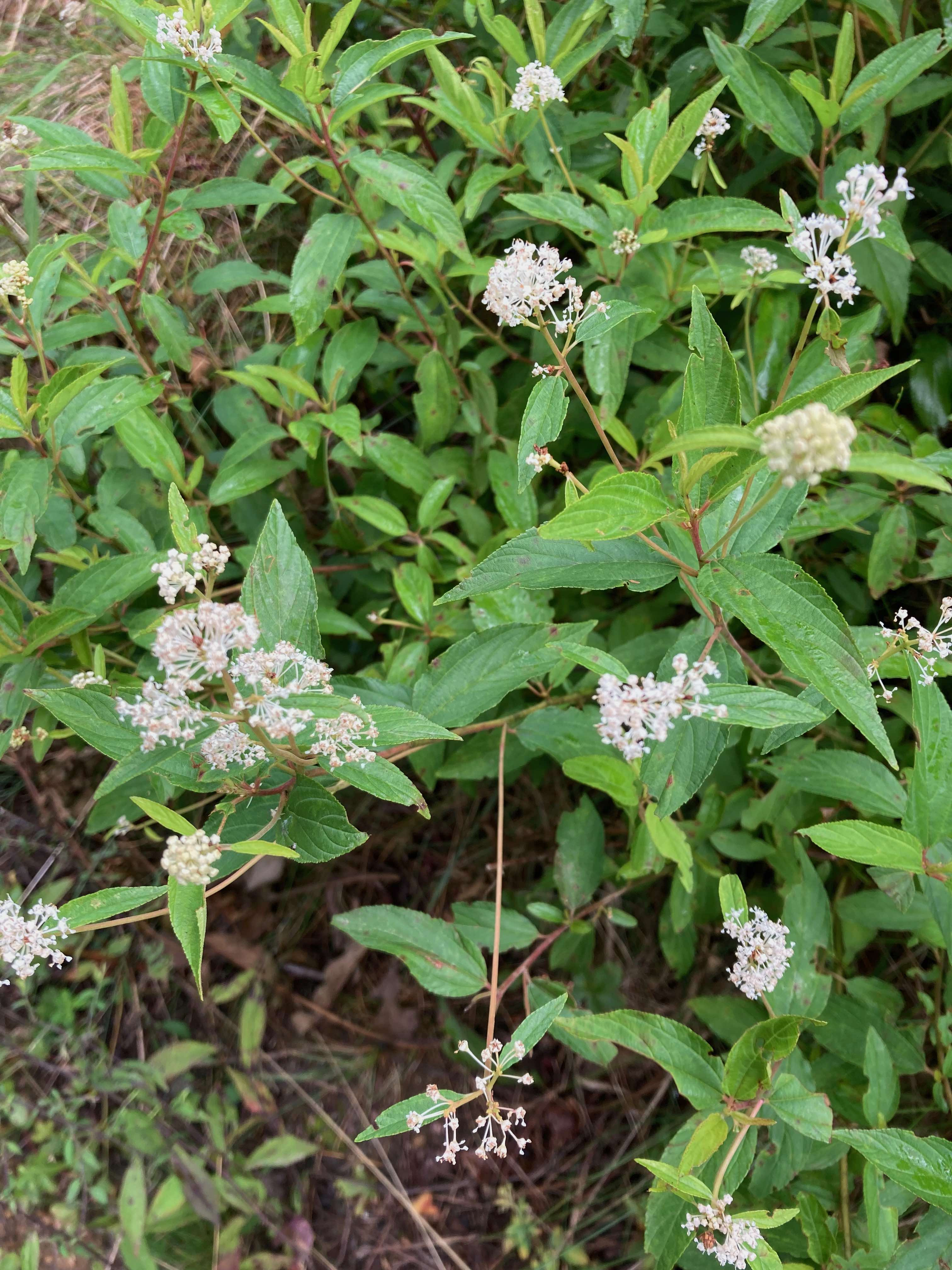 The Scientific Name is Ceanothus americanus. You will likely hear them called New Jersey Tea. This picture shows the Small shrub with attractive white inflorescences on the branch tips. of Ceanothus americanus