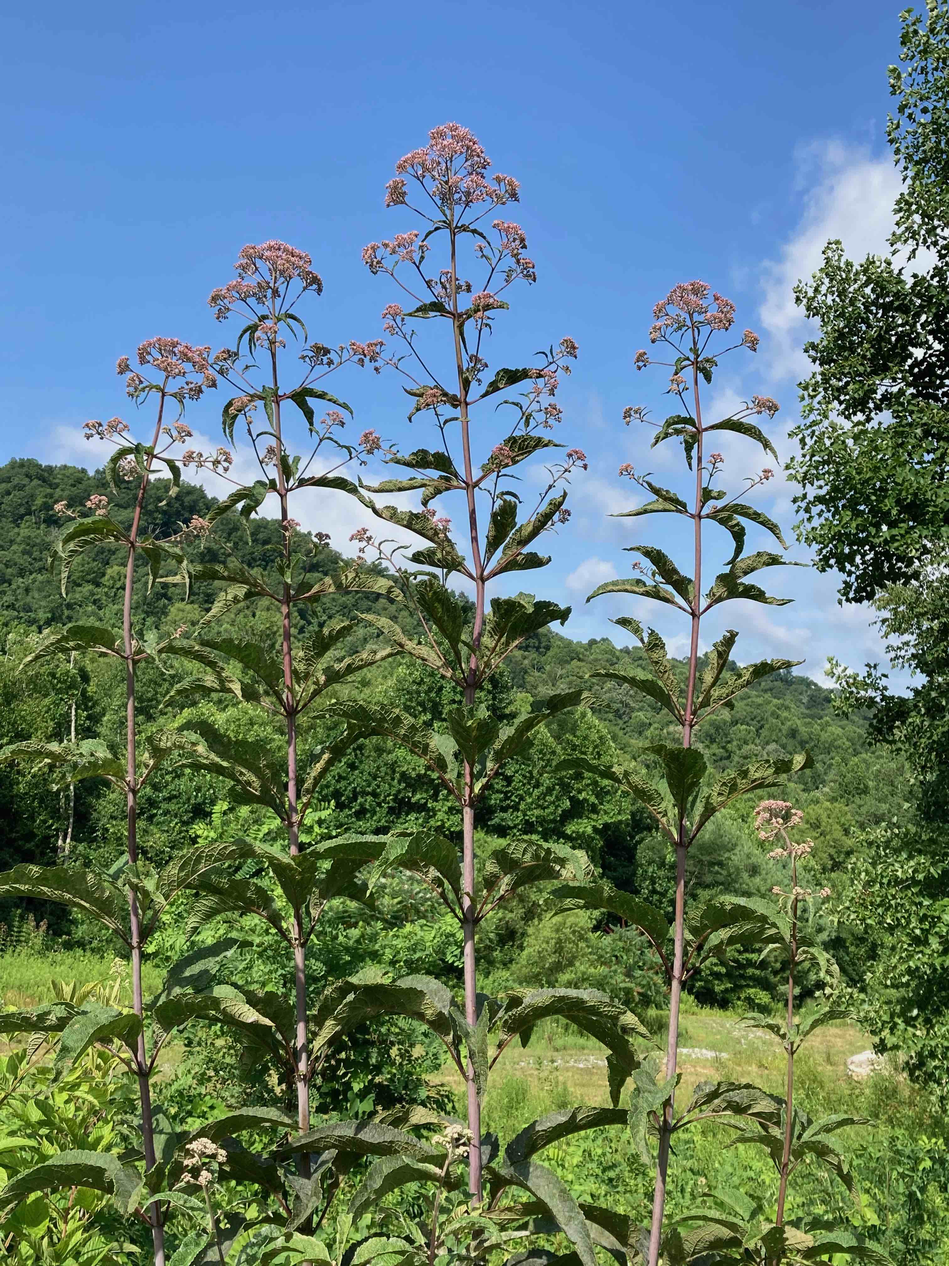 The Scientific Name is Eutrochium fistulosum  [= Eupatorium fistulosum]. You will likely hear them called Hollow-stem Joe-Pye-weed, Queen of the Meadow. This picture shows the Our tallest Joe-pye-weed. Sturdy purple stems are hollow and with a glaucous bloom. Plants are rhizomatous. of Eutrochium fistulosum  [= Eupatorium fistulosum]