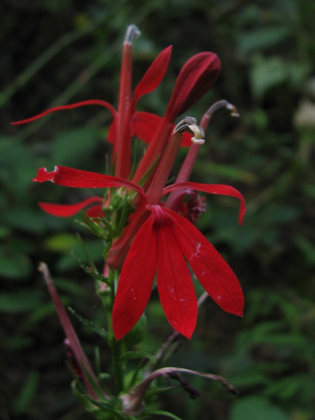 The Scientific Name is Lobelia cardinalis. You will likely hear them called Cardinal Flower. This picture shows the Close-up of 2-lipped flower showing the united anthers encircling the style of Lobelia cardinalis