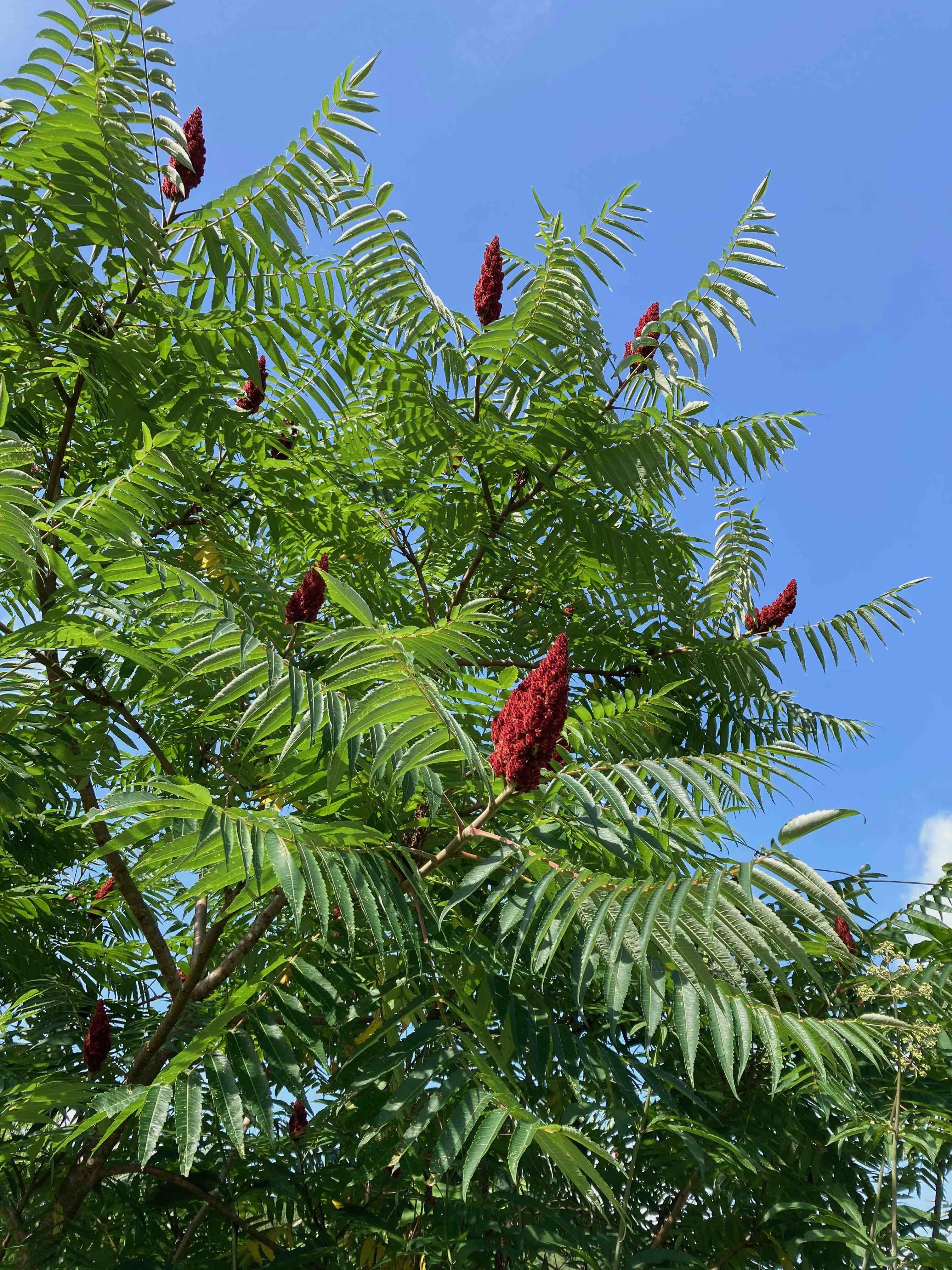 The Scientific Name is Rhus typhina. You will likely hear them called Staghorn Sumac. This picture shows the Large, pinnately compound leaves. Attractive fruit consisting of a cluster of red drupes. of Rhus typhina