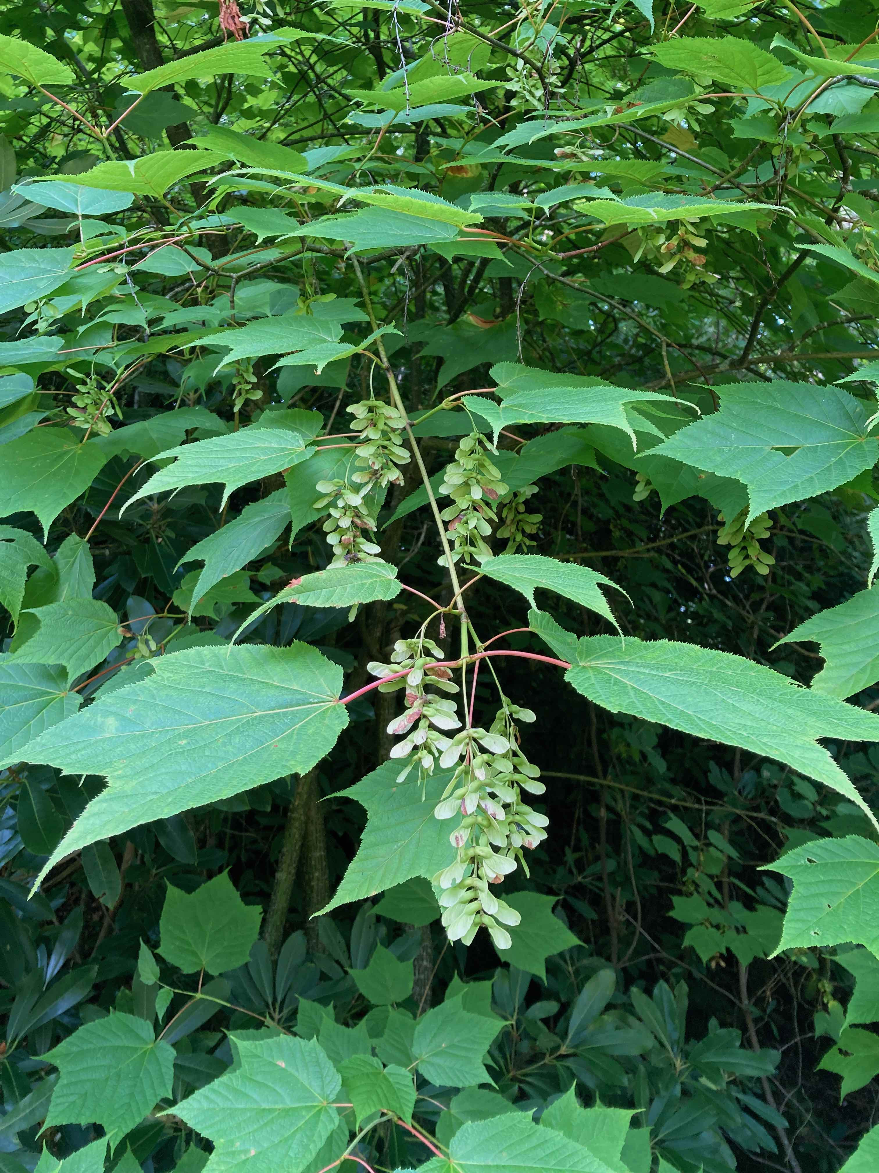 The Scientific Name is Acer pensylvanicum. You will likely hear them called Striped Maple, Moosewood, Whistlewood, Goosefoot Maple. This picture shows the The flowers and fruit (samaras) are in long, dangling clusters several inches long. of Acer pensylvanicum