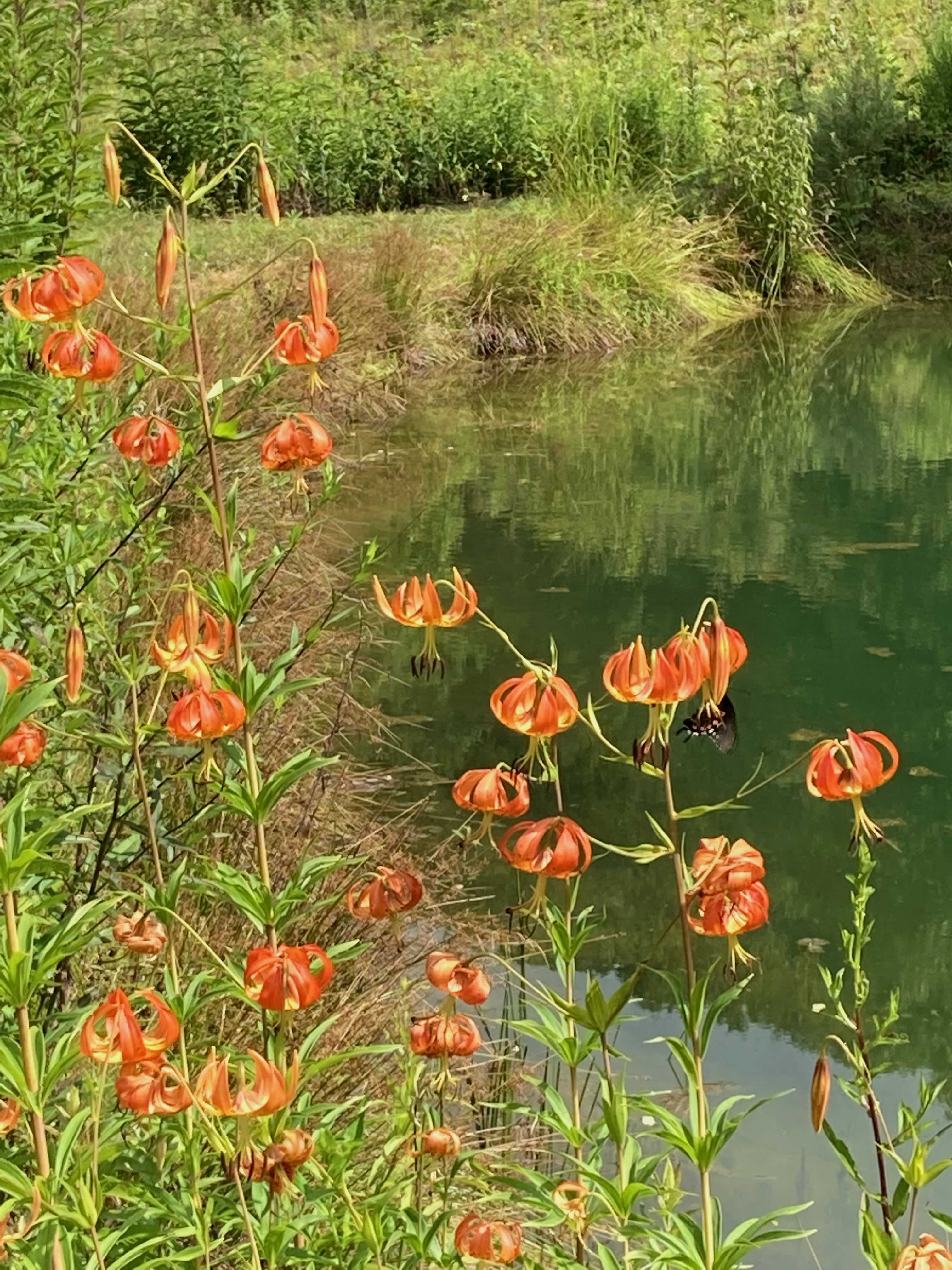 The Scientific Name is Lilium superbum. You will likely hear them called Turk's-cap Lily, Lily-royal. This picture shows the Tall plant (6-7 ft) with numerous whorled leaves.  Multiple large orange downward facing flowers on long and dangling stalks. of Lilium superbum