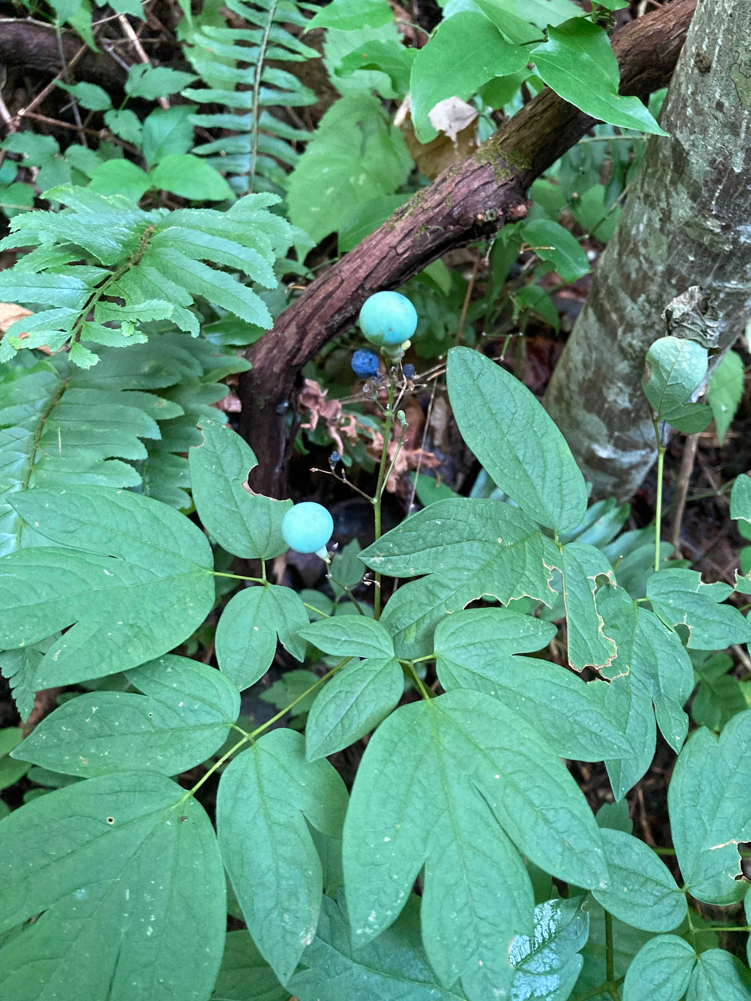 The Scientific Name is Caulophyllum thalictroides. You will likely hear them called Blue Cohosh, Papooseroot. This picture shows the Fruit develops in the summer (July-Aug) of Caulophyllum thalictroides