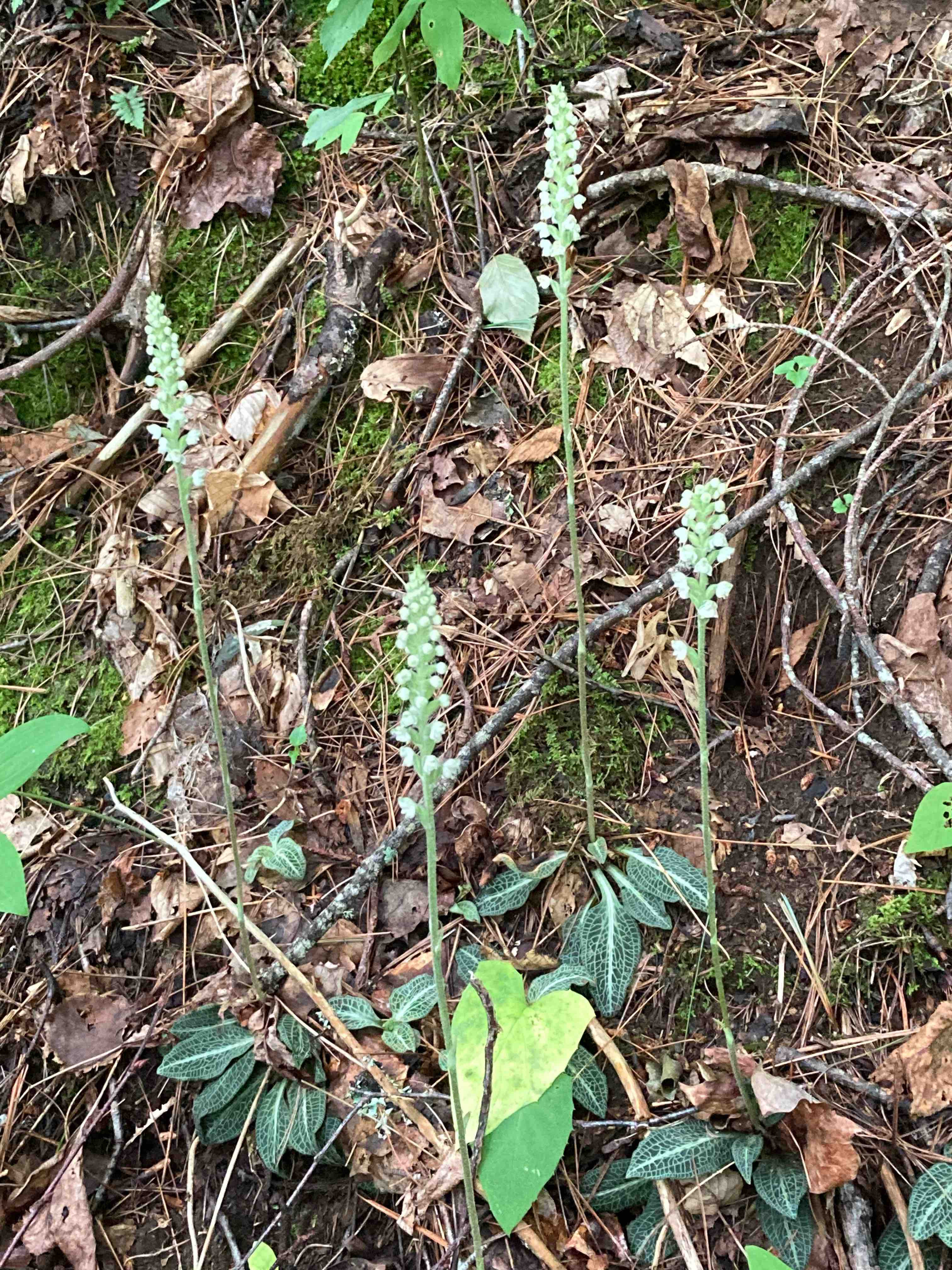 The Scientific Name is Goodyera pubescens. You will likely hear them called Downy Rattlesnake-orchid, Downy Rattlesnake-plantain. This picture shows the Lighting up the forest floor! of Goodyera pubescens