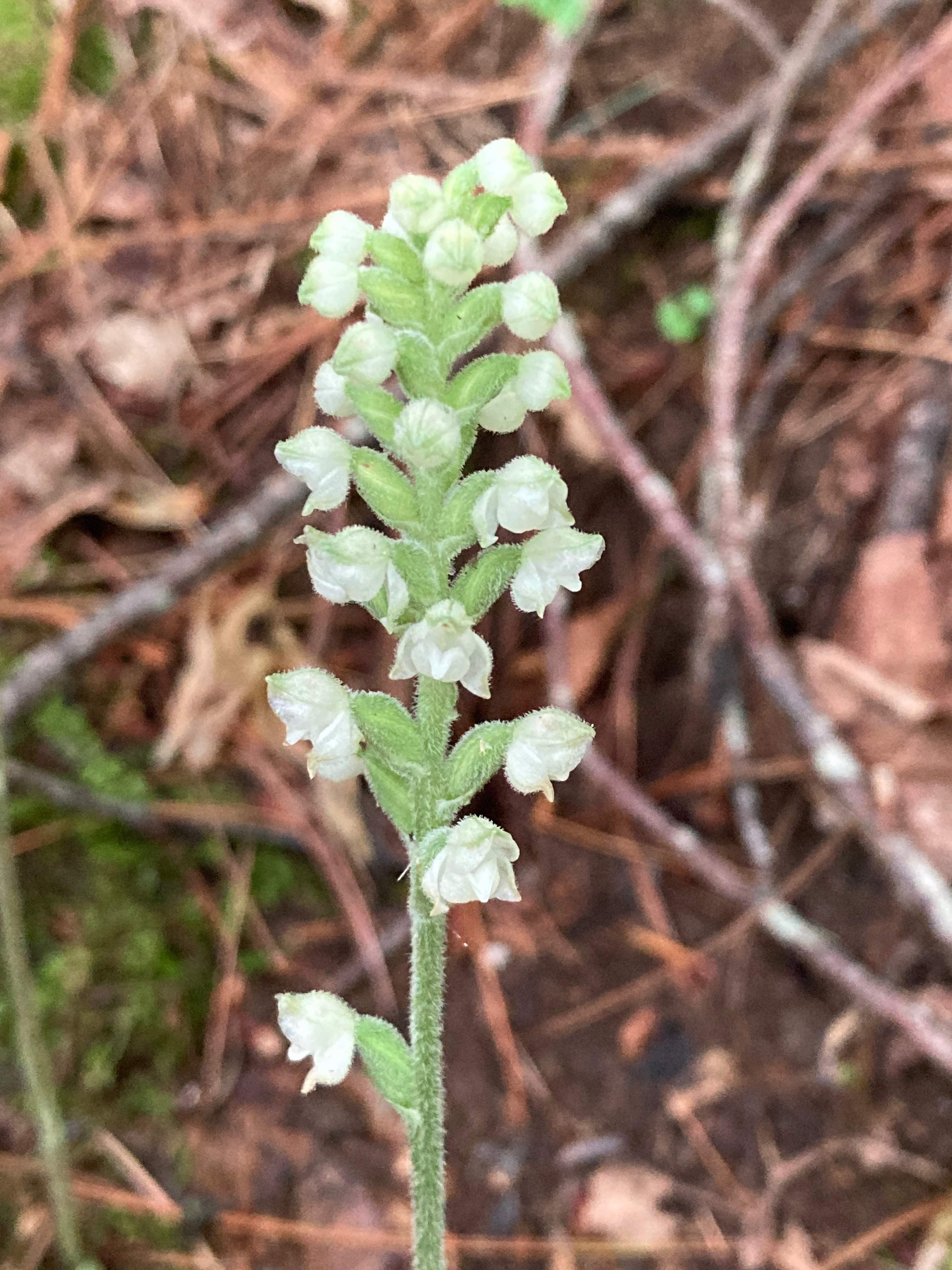 The Scientific Name is Goodyera pubescens. You will likely hear them called Downy Rattlesnake-orchid, Downy Rattlesnake-plantain. This picture shows the Very pubescent inflorescence. of Goodyera pubescens