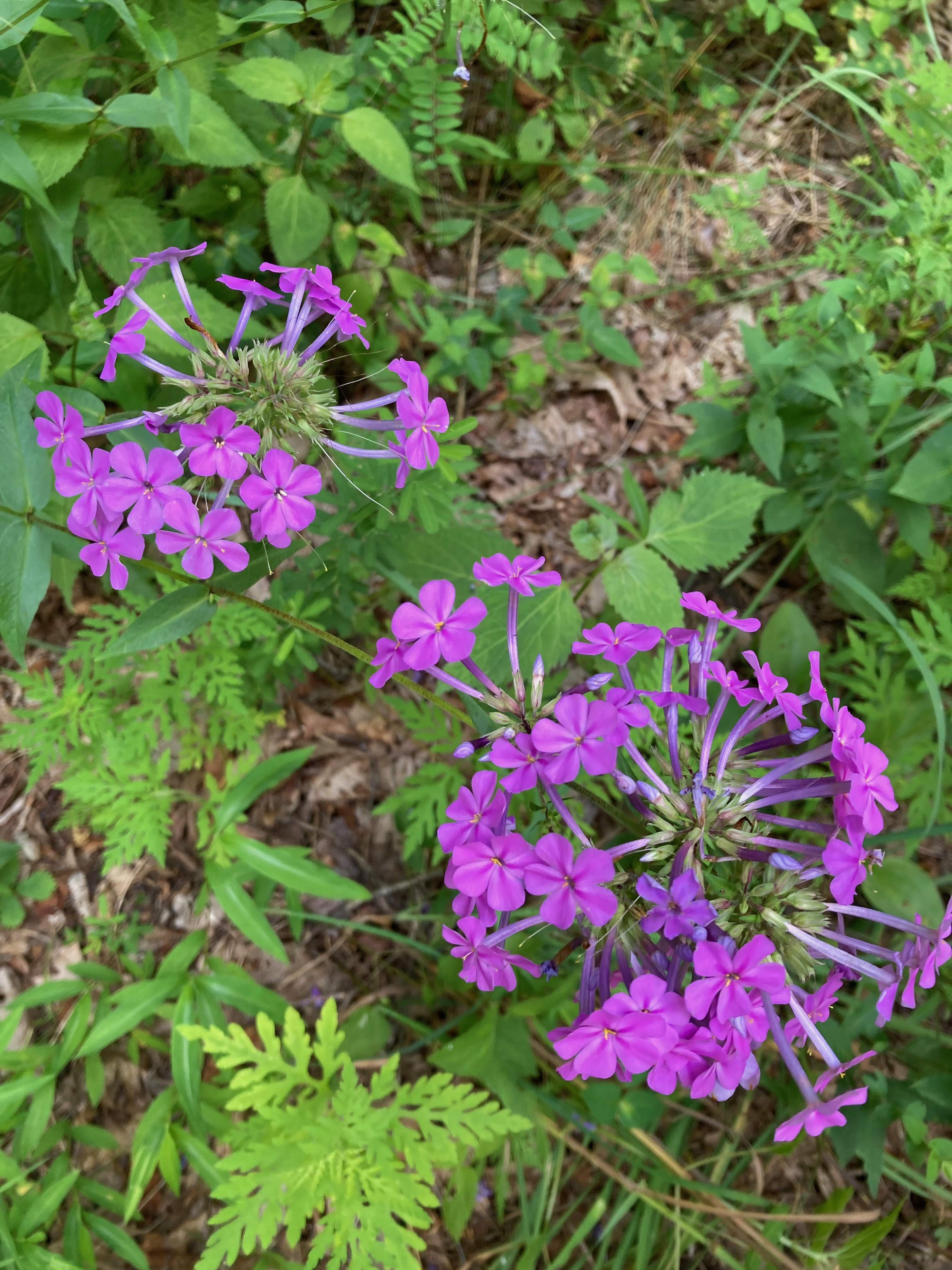 The Scientific Name is Phlox carolina. You will likely hear them called Carolina Phlox, Thick-leaf Phlox, Giant Phlox, Summer Phlox. This picture shows the Rounded inflorescence- flowers appear to be originating from the same place. of Phlox carolina