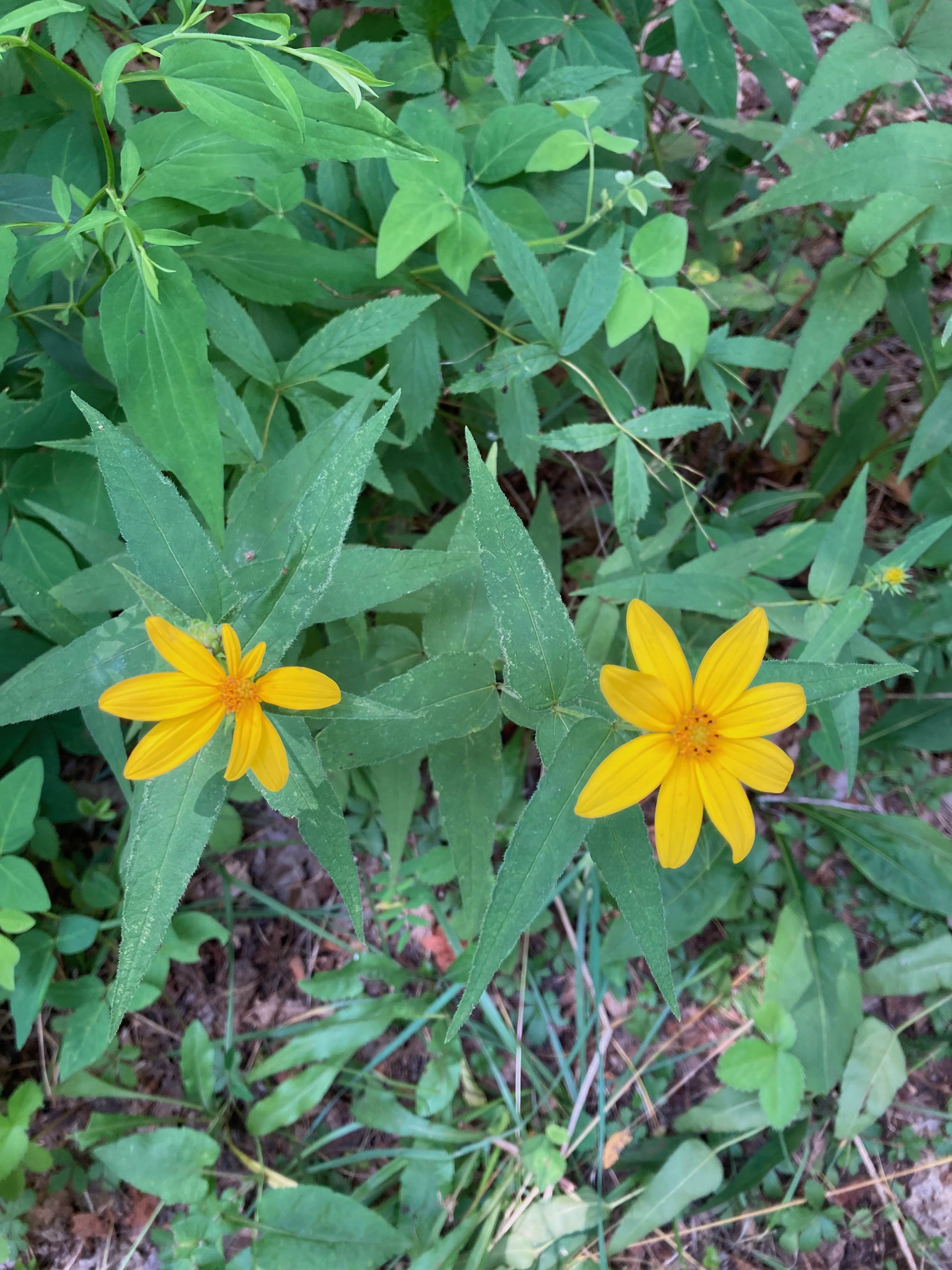 The Scientific Name is Helianthus divaricatus [= Helianthus divaricatus var. angustifolius]. You will likely hear them called Woodland sunflower, Rough sunflower. This picture shows the Sessile, opposite long-triangular shaped leaves. The leaf is trinerved, with the 2 lateral veins diverging from the midrib at the very base of the leaf. The leaf surface is rough textured. of Helianthus divaricatus [= Helianthus divaricatus var. angustifolius]