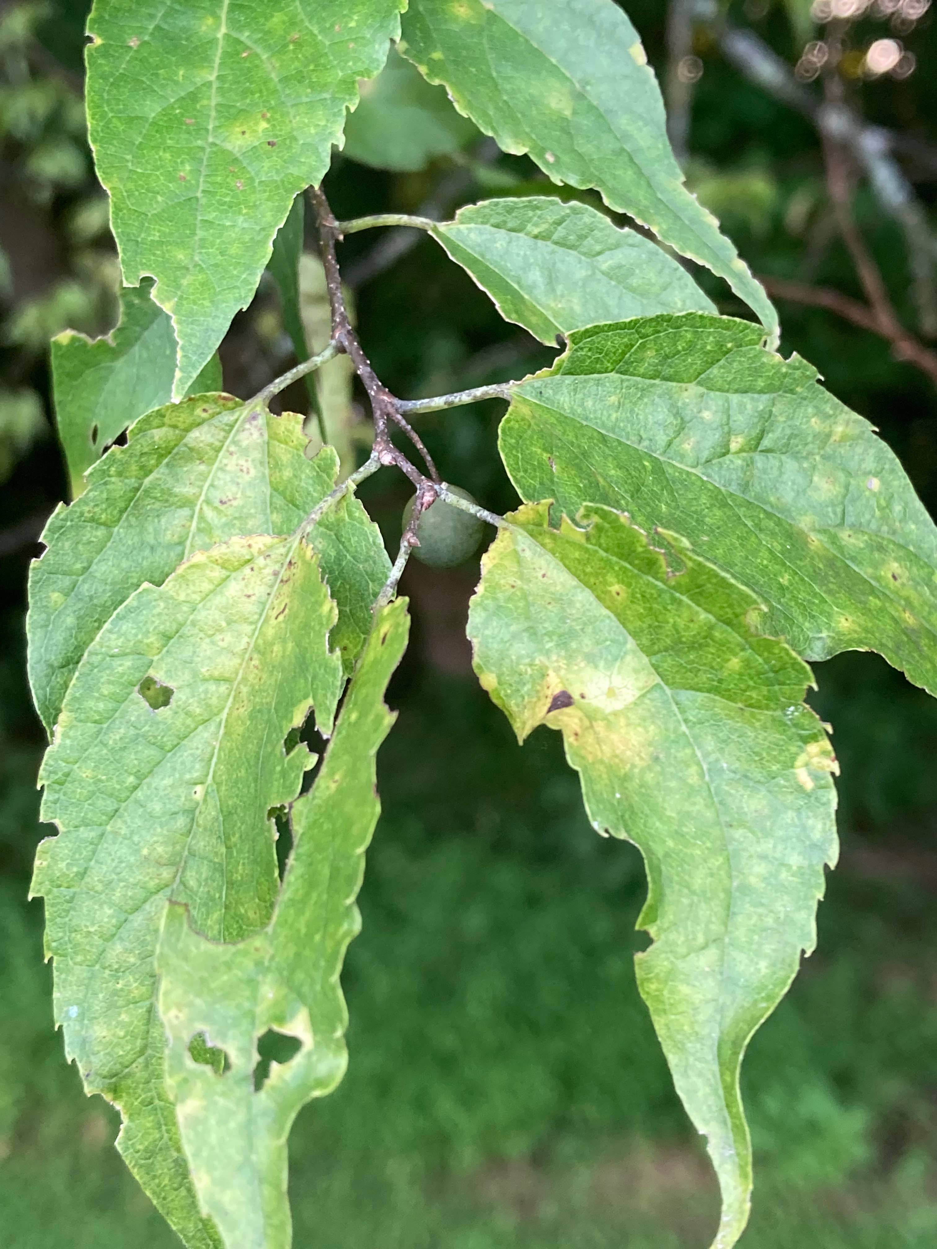 The Scientific Name is Celtis laevigata. You will likely hear them called Southern Hackberry, Sugarberry. This picture shows the The leaves are alternate, lanceolate with a tapering tip, and have slightly serrated margins. The leaves subtending the fruits have margins that are entire or with only 1-2 teeth on one side only. The leaves of <em>C.occidentalis</em> are more ovate in shape.  of Celtis laevigata