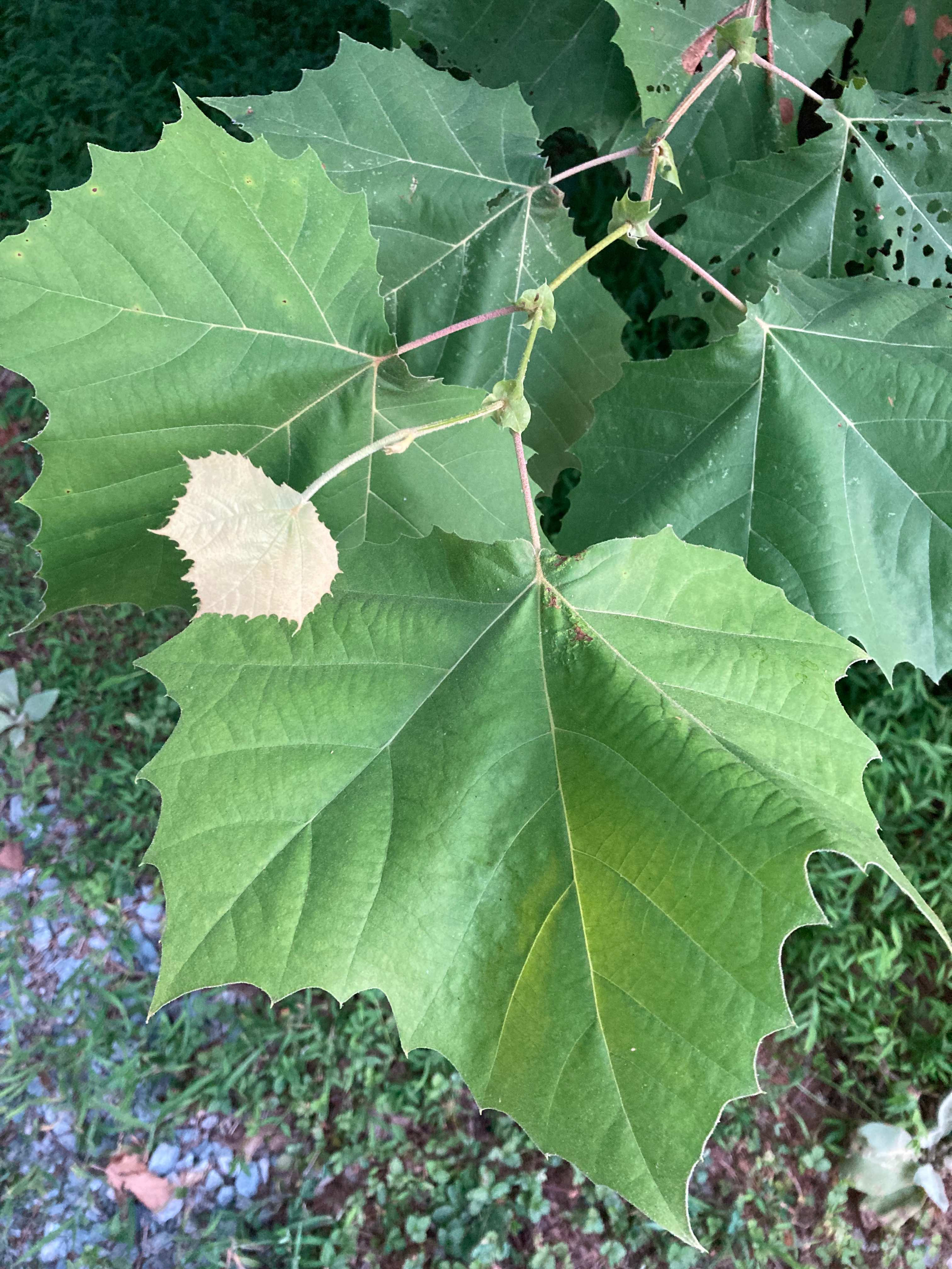 The Scientific Name is Platanus occidentalis. You will likely hear them called American Sycamore. This picture shows the Leaves are alternately arranged and have leafy stipules.  of Platanus occidentalis