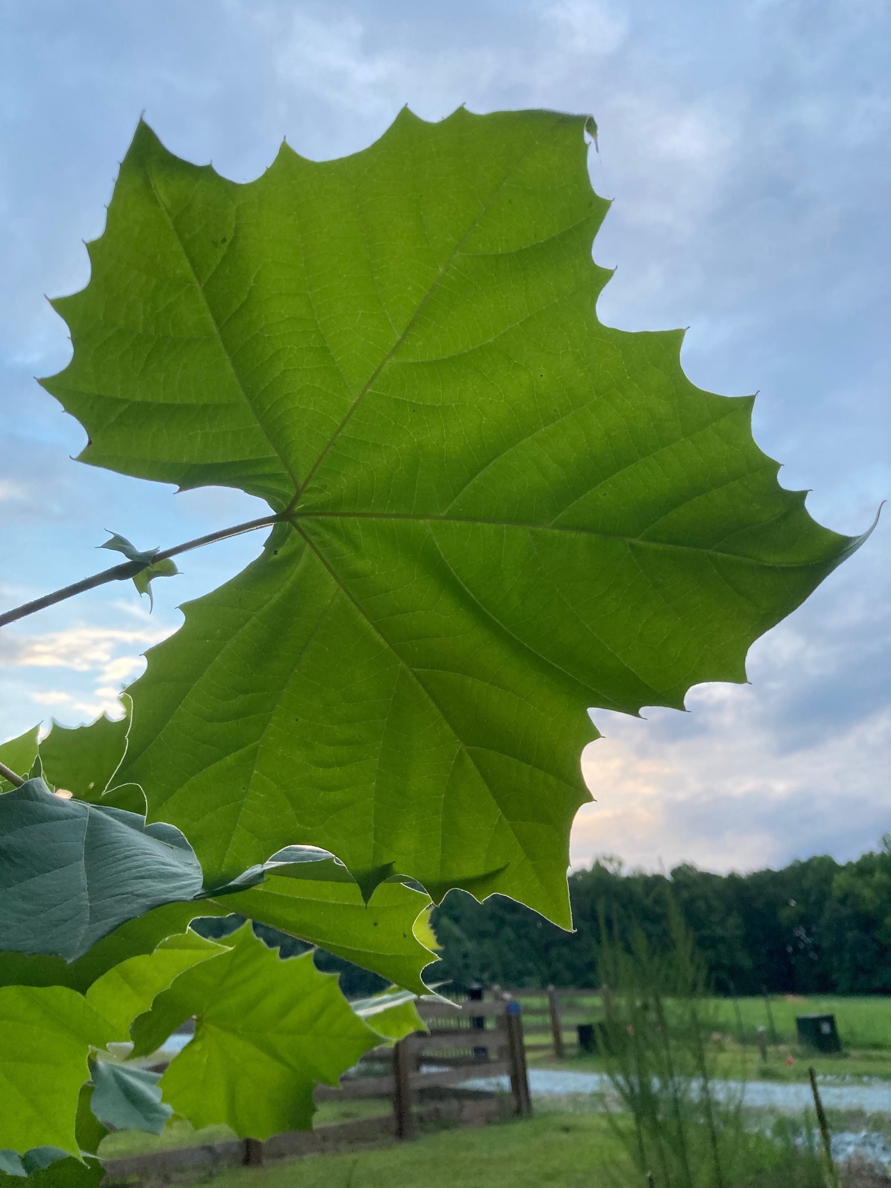 The Scientific Name is Platanus occidentalis. You will likely hear them called American Sycamore. This picture shows the Large leaves, 3-5 lobed , with sharply serrated margins. of Platanus occidentalis
