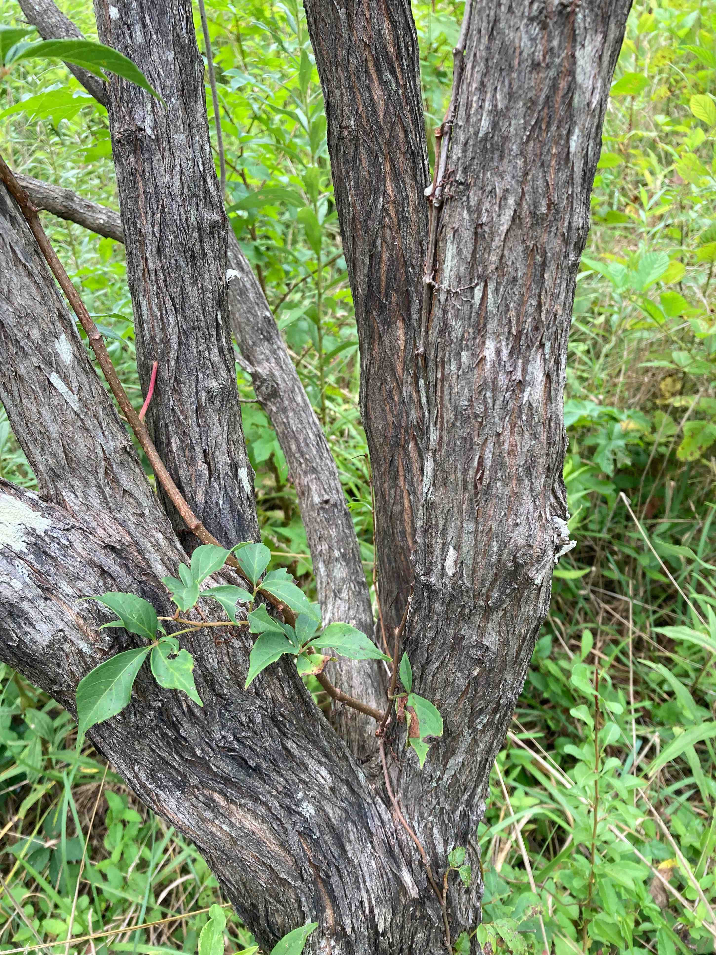 The Scientific Name is Baccharis halimifolia. You will likely hear them called Silverling, High-tide Bush, Mullet Bush, Groundsel Tree, Sea Myrtle. This picture shows the Many branches arise from the short trunks. The bark is orange-brown when young, later gray with flat intersecting ridges and orangeish shallow furrows. of Baccharis halimifolia
