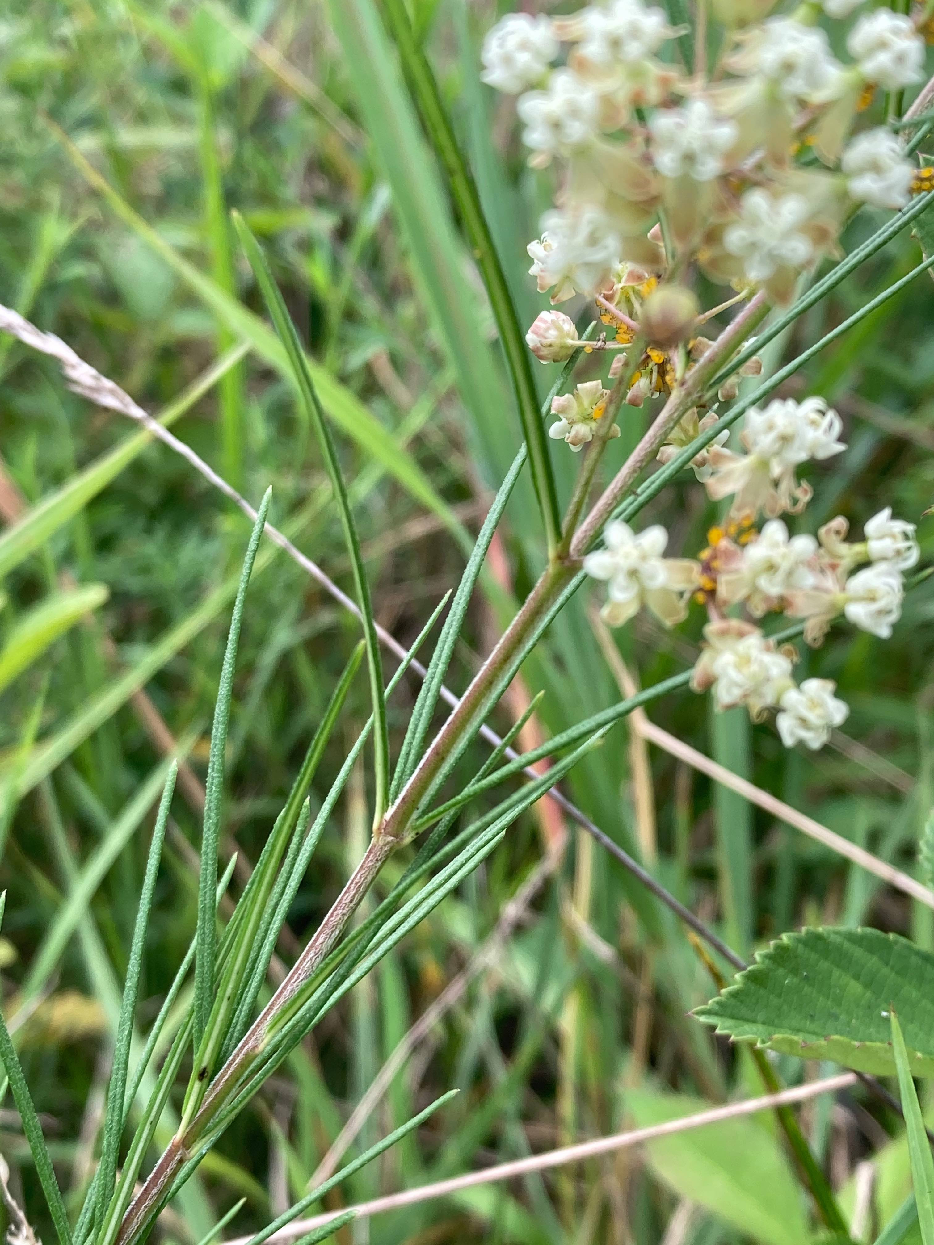 The Scientific Name is Asclepias verticillata. You will likely hear them called Whorled Milkweed. This picture shows the Narrow linear, whorled leaves. of Asclepias verticillata