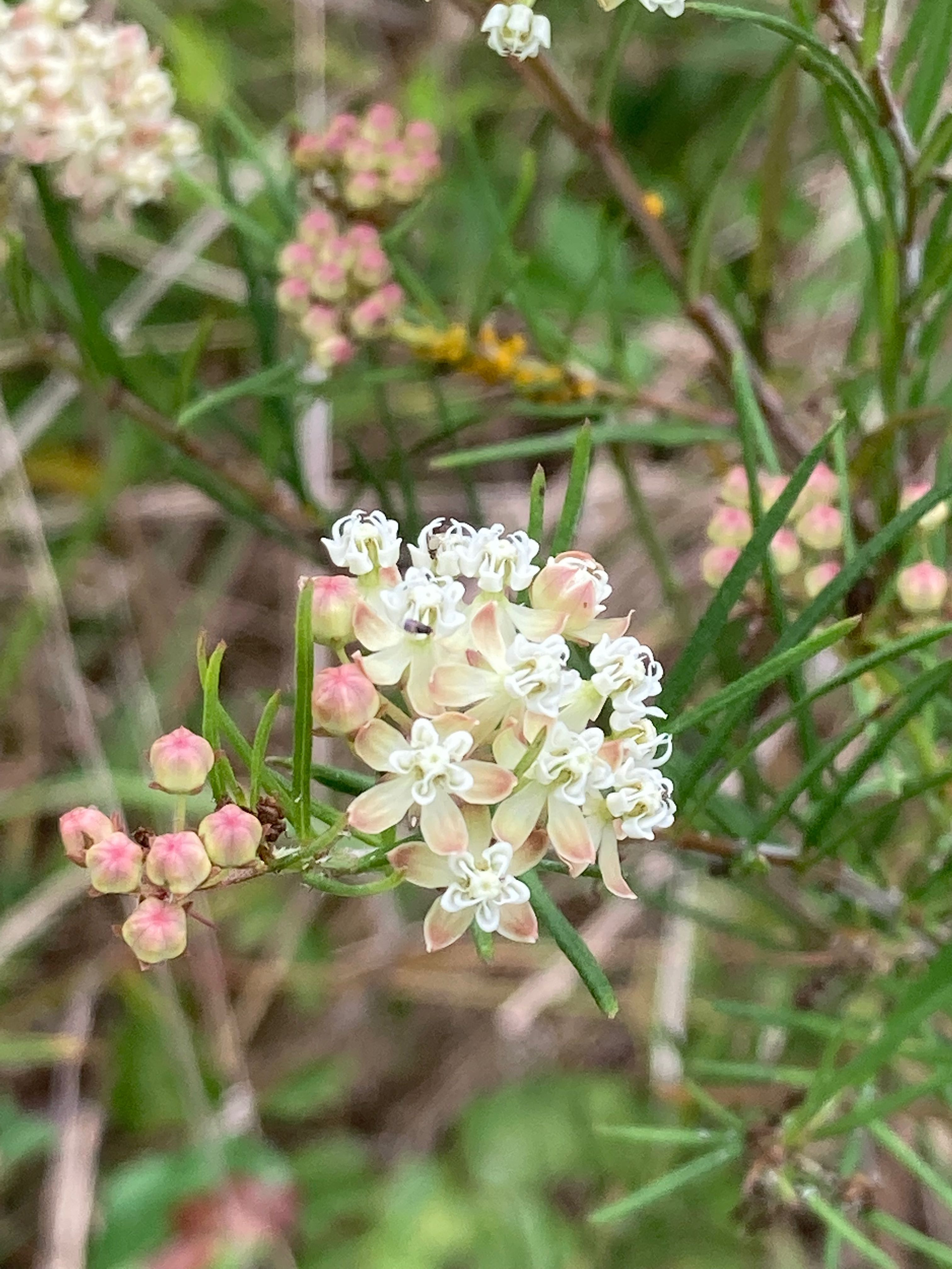 The Scientific Name is Asclepias verticillata. You will likely hear them called Whorled Milkweed. This picture shows the The flowers have a delicate beauty close-up. of Asclepias verticillata