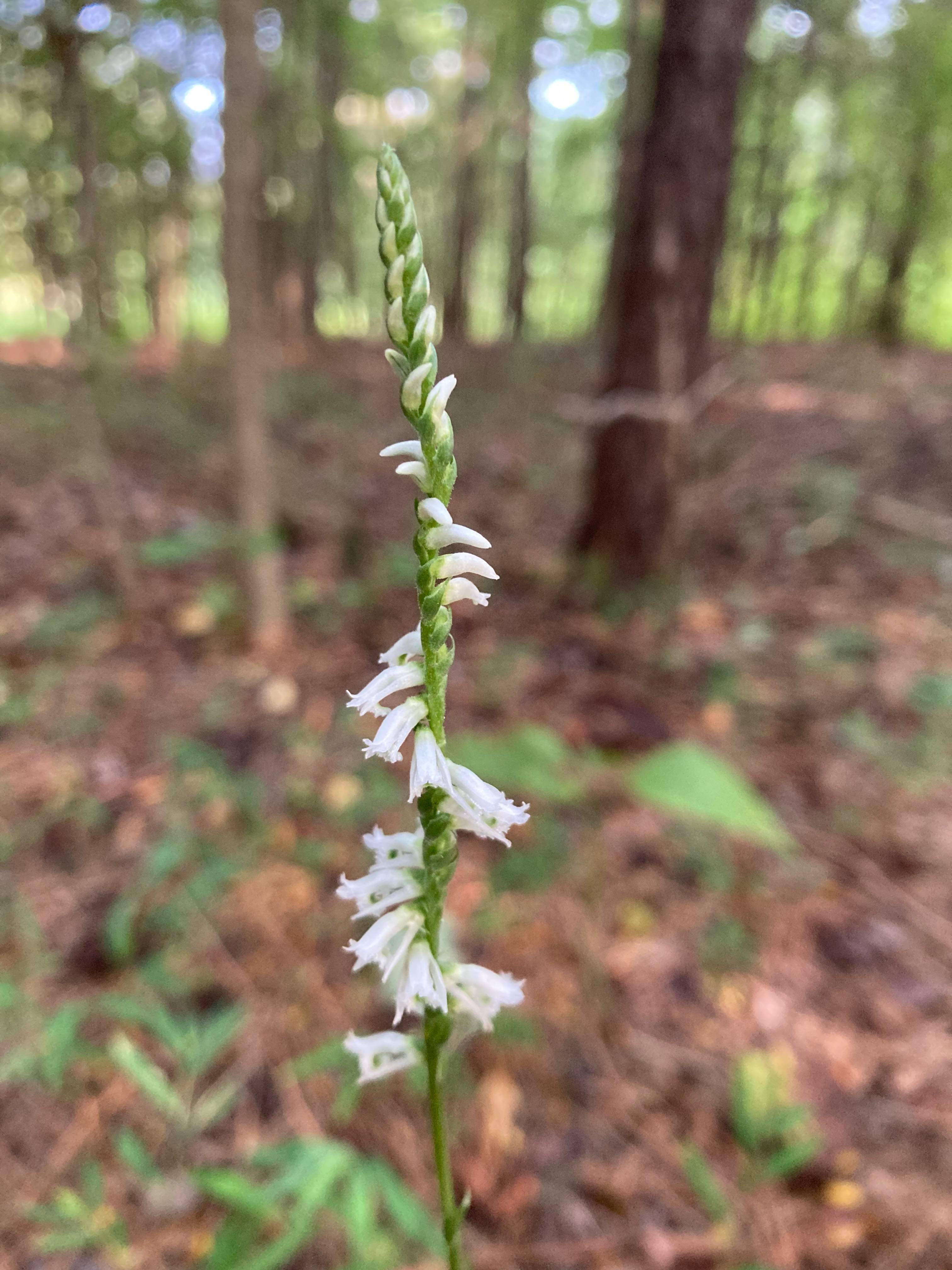 The Scientific Name is Spiranthes lacera var. gracilis. You will likely hear them called Southern Slender Ladies'-tresses, Ladies' Tresses. This picture shows the Blooming in the woods late August. of Spiranthes lacera var. gracilis
