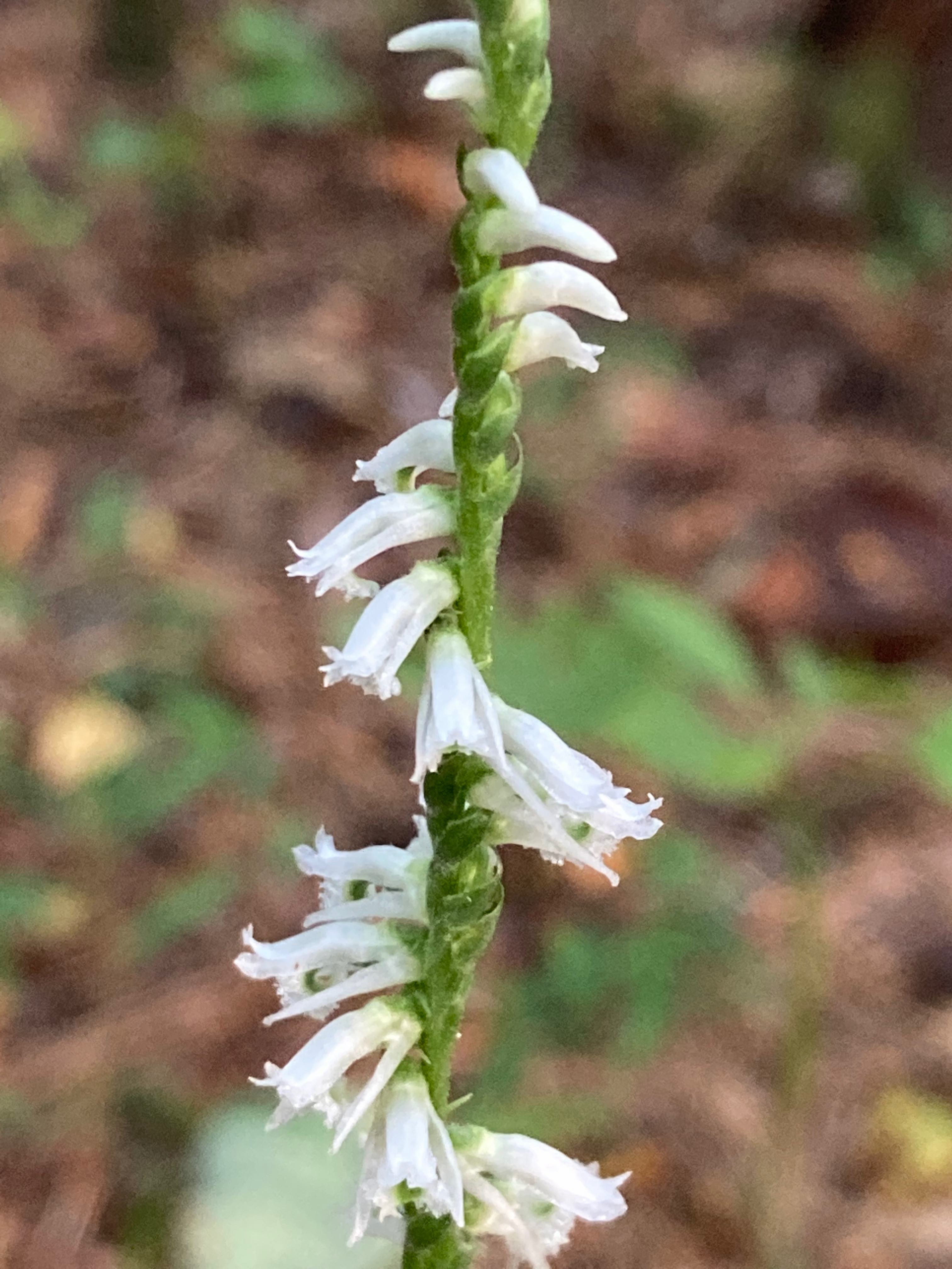 The Scientific Name is Spiranthes lacera var. gracilis. You will likely hear them called Southern Slender Ladies'-tresses, Ladies' Tresses. This picture shows the Flowers are strongly spiralled. of Spiranthes lacera var. gracilis