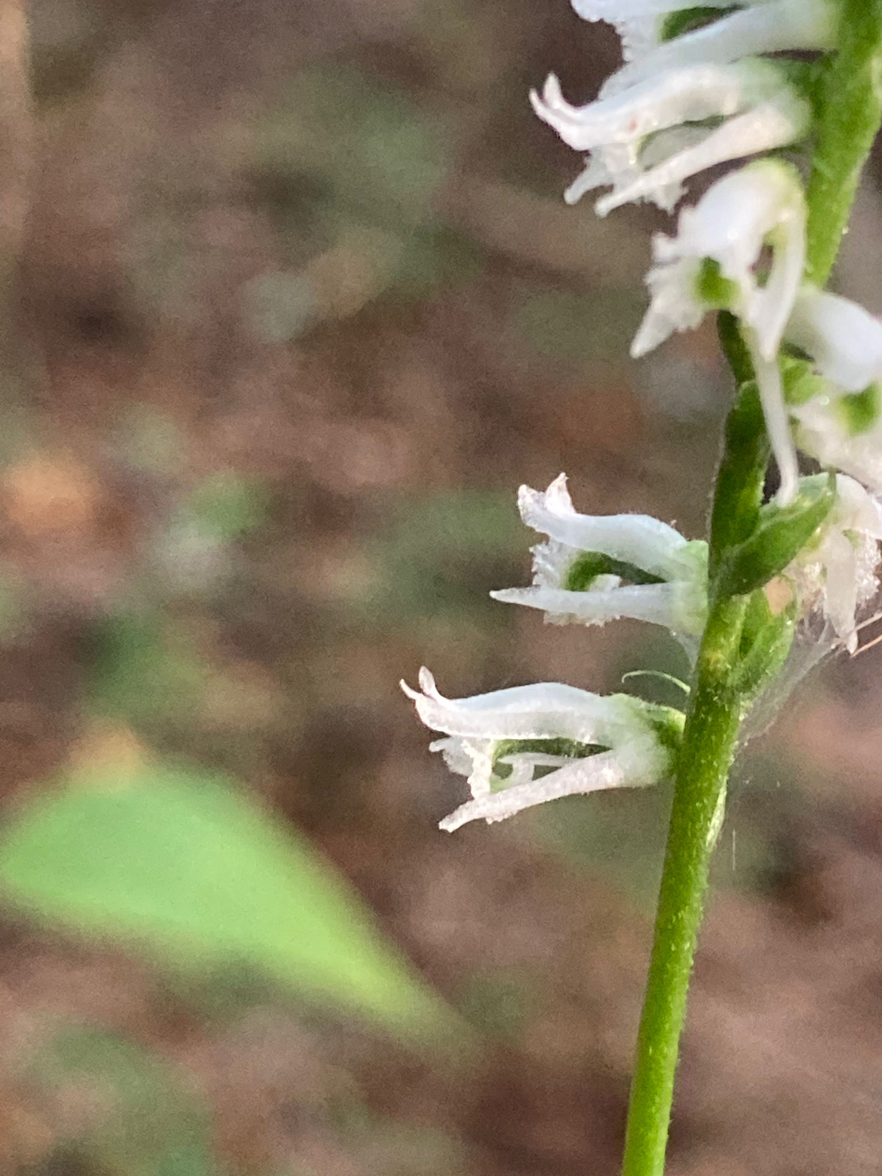 The Scientific Name is Spiranthes lacera var. gracilis. You will likely hear them called Southern Slender Ladies'-tresses, Ladies' Tresses. This picture shows the The completely white lateral sepals are held perpendicular to the stem, and are acuminate in shape. The lip is papillate on the upper surface near the middle and green in the center. of Spiranthes lacera var. gracilis