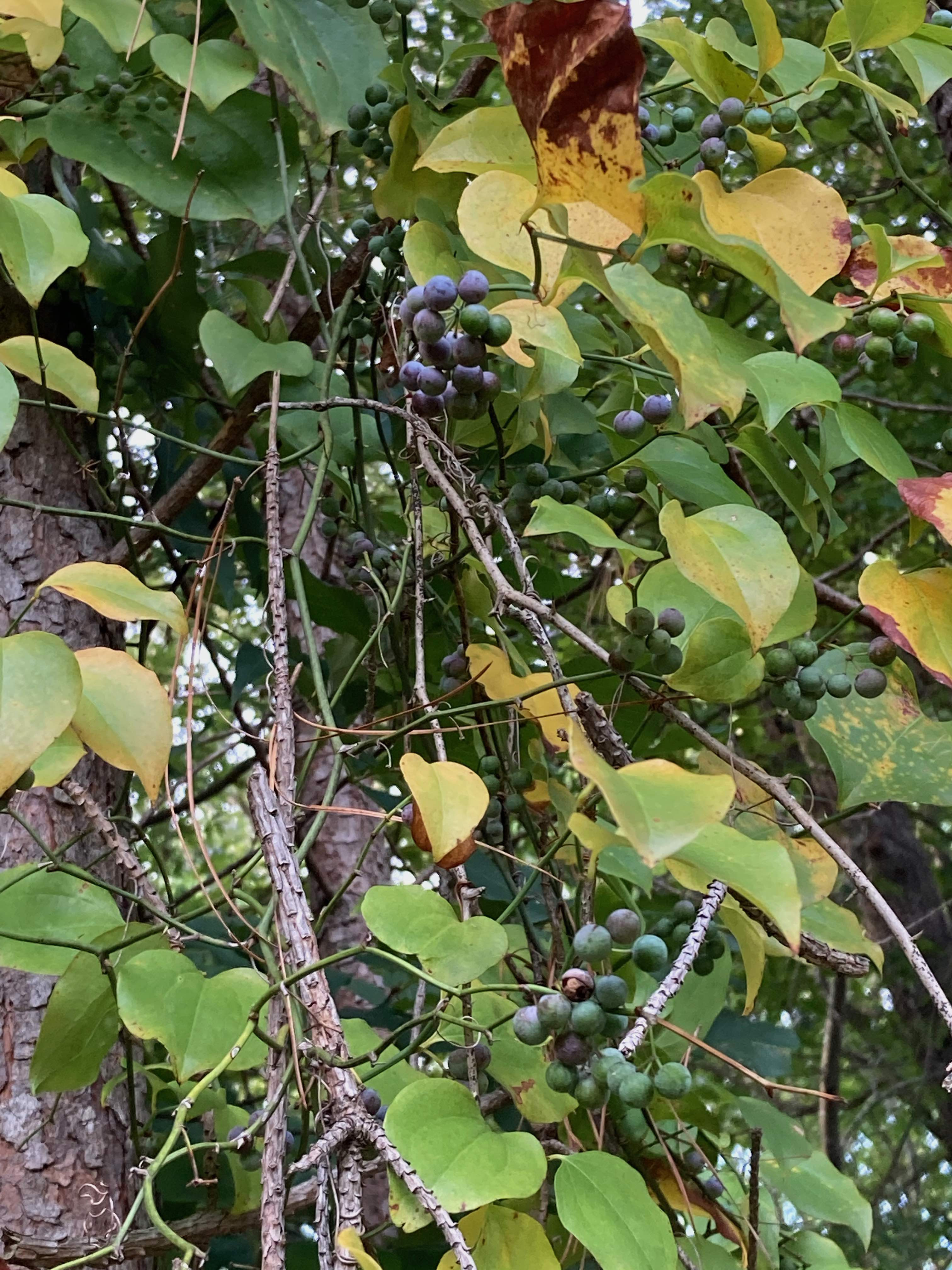 The Scientific Name is Smilax rotundifolia. You will likely hear them called Common Greenbriar, Bullbriar, Horsebriar. This picture shows the High climbing vine with stout thorns. of Smilax rotundifolia