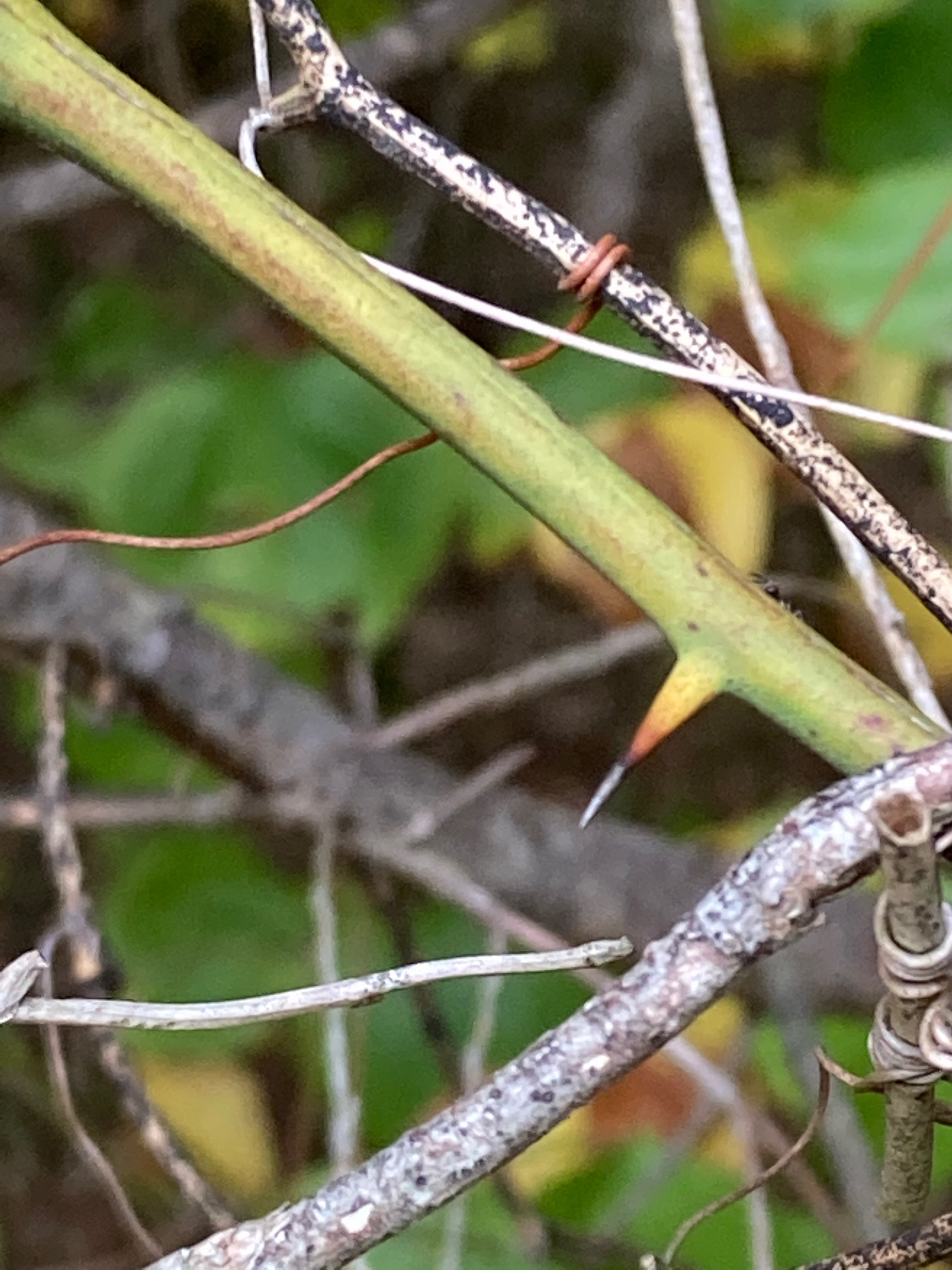 The Scientific Name is Smilax rotundifolia. You will likely hear them called Common Greenbriar, Bullbriar, Horsebriar. This picture shows the Thorns are not uniform in color. The tip lacks any green. of Smilax rotundifolia