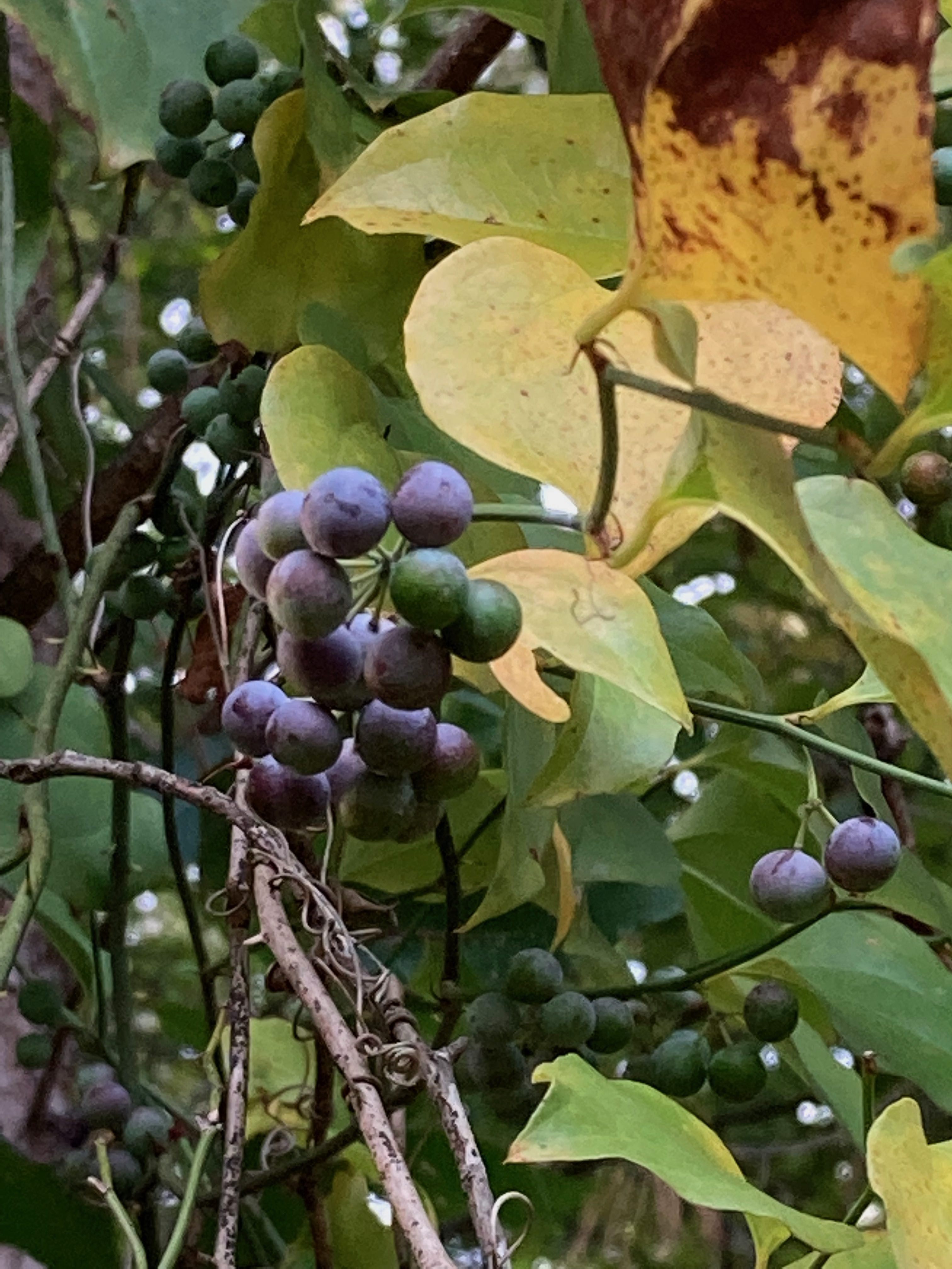 The Scientific Name is Smilax rotundifolia. You will likely hear them called Common Greenbriar, Bullbriar, Horsebriar. This picture shows the The blue-black berries ripen in fall. The pedicel bases lack prominent bracts as with some species of <em>Smilax</em>. of Smilax rotundifolia