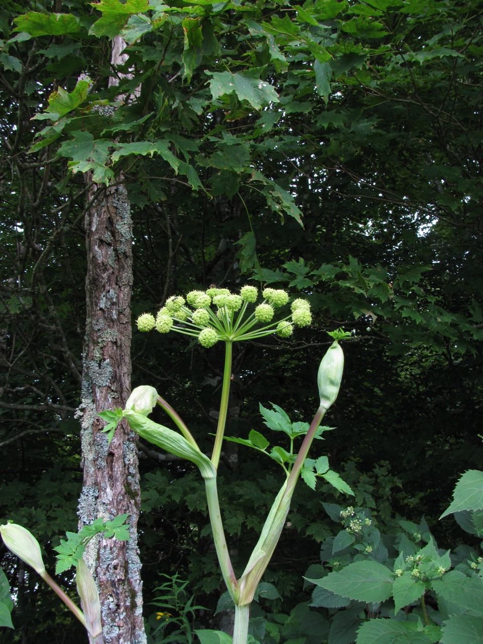 The Scientific Name is Angelica triquinata. You will likely hear them called Filmy Angelica, Mountain Angelica, Appalachian Angelica. This picture shows the  of Angelica triquinata