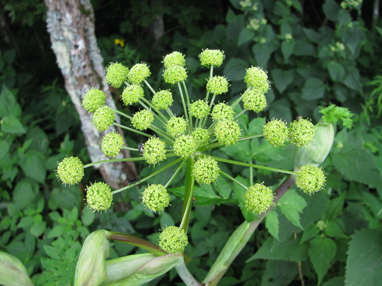 The Scientific Name is Angelica triquinata. You will likely hear them called Filmy Angelica, Mountain Angelica, Appalachian Angelica. This picture shows the Close-up of inflorescence of Angelica triquinata