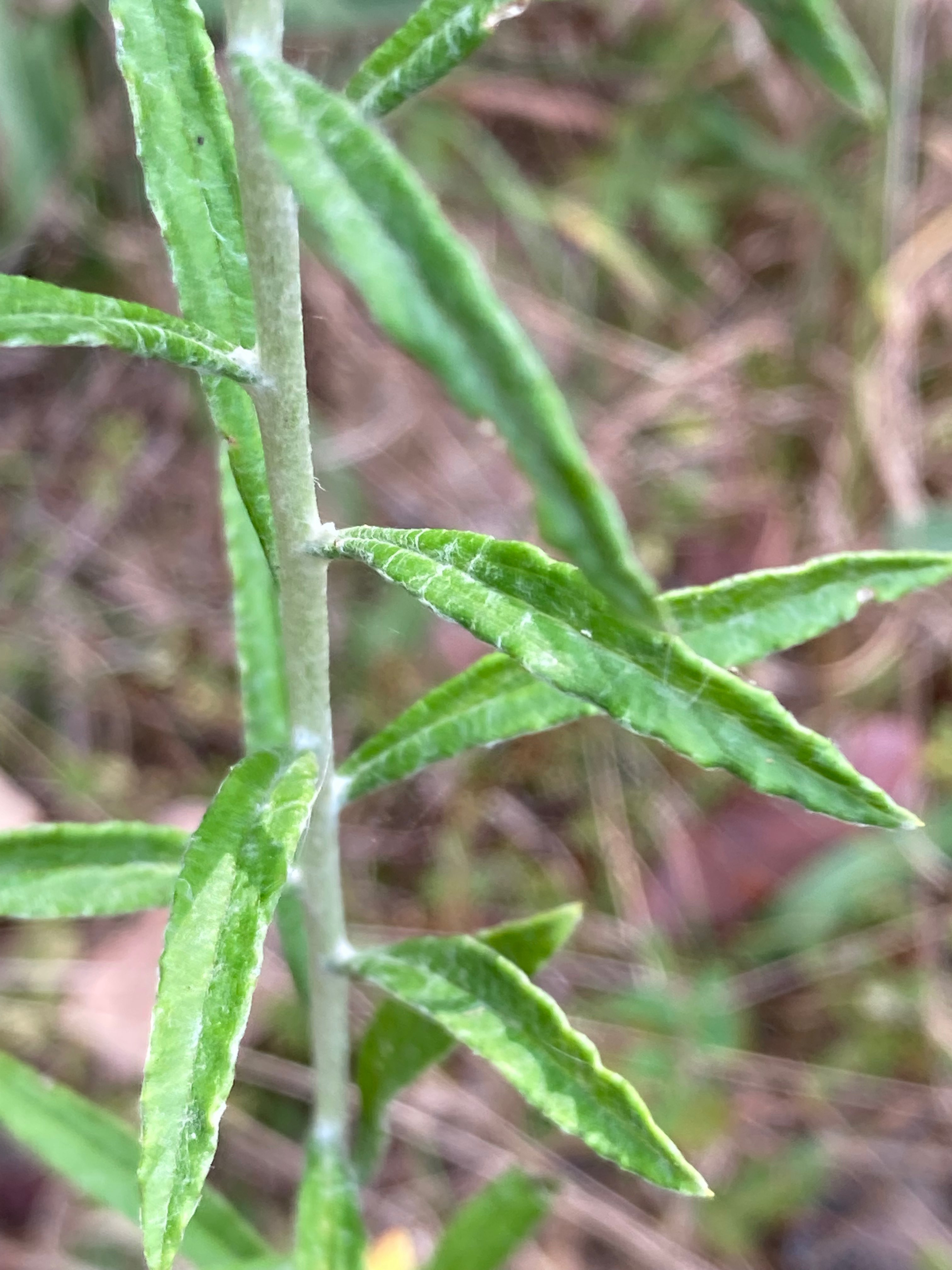 The Scientific Name is Pseudognaphalium obtusifolium [= Gnaphalium obtusifolium]. You will likely hear them called Fragrant Rabbit-tobacco,Rabbit-tobacco, Sweet Everlasting, Old Field Balsam, Eastern Rabbit-tobacco, Fragrant Cudweed. This picture shows the The sessile linear leaves with wavy margins, are alternately arranged on the whitish green stems which are covered with appressed woolly hairs. The lower surface of the leaves also have white hairs. of Pseudognaphalium obtusifolium [= Gnaphalium obtusifolium]