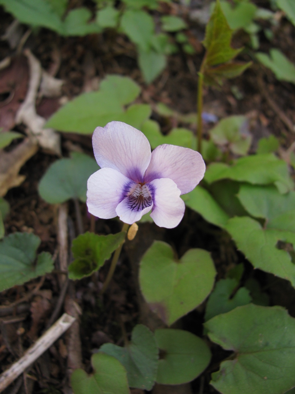 The Scientific Name is Viola cucullata. You will likely hear them called Bog Violet, Marsh Blue Violet. This picture shows the The light blue-violet flowers are darker violet in the center; nearly all other blue violets are white or paler in the throat. The two lateral petals are bearded, and the lower petal is generally smaller than others.  of Viola cucullata