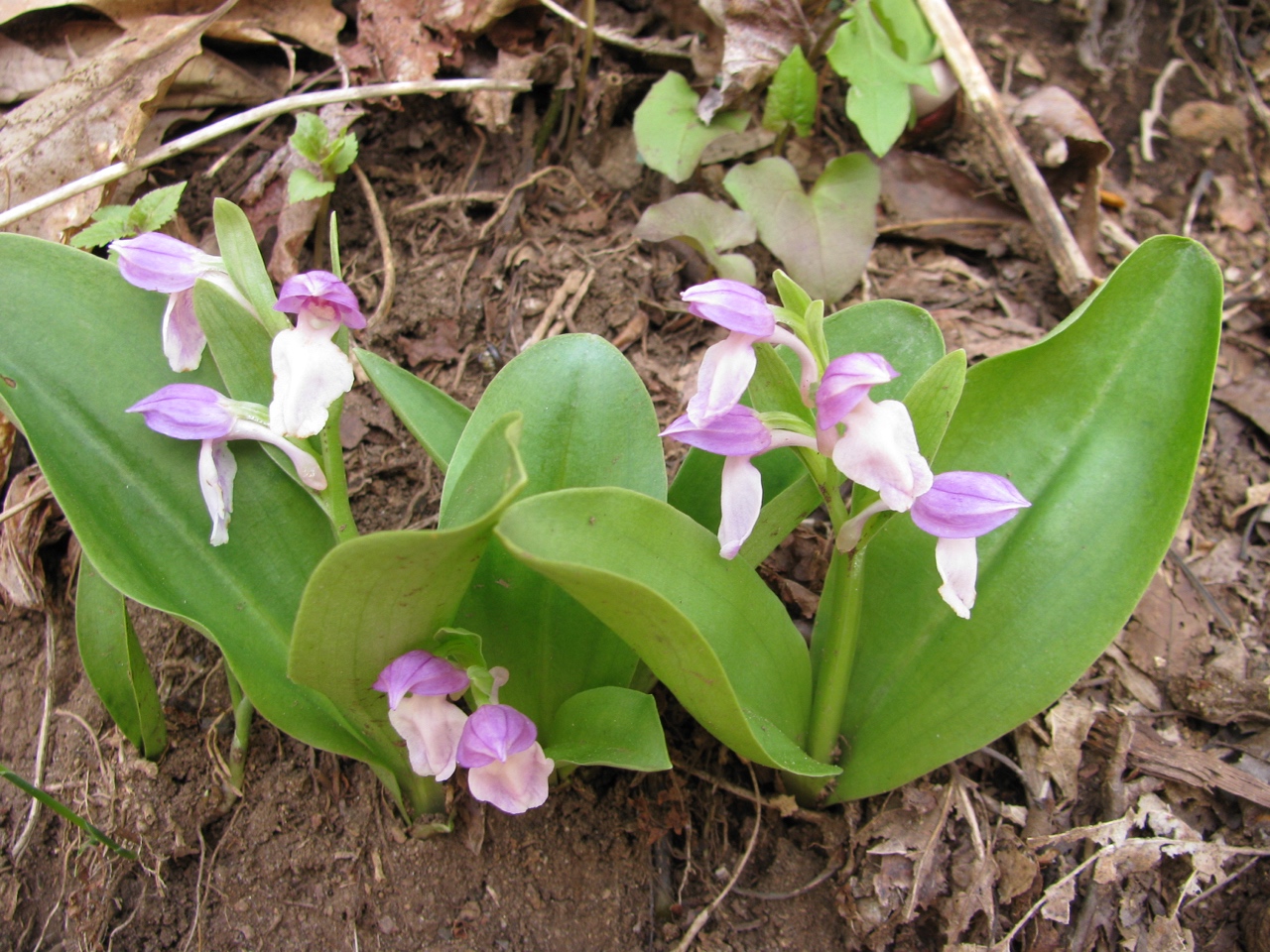 The Scientific Name is Galearis spectabilis [= Orchis spectabilis]. You will likely hear them called Showy Orchis. This picture shows the Flower scape arising from 2 basal leaves in late April of Galearis spectabilis [= Orchis spectabilis]