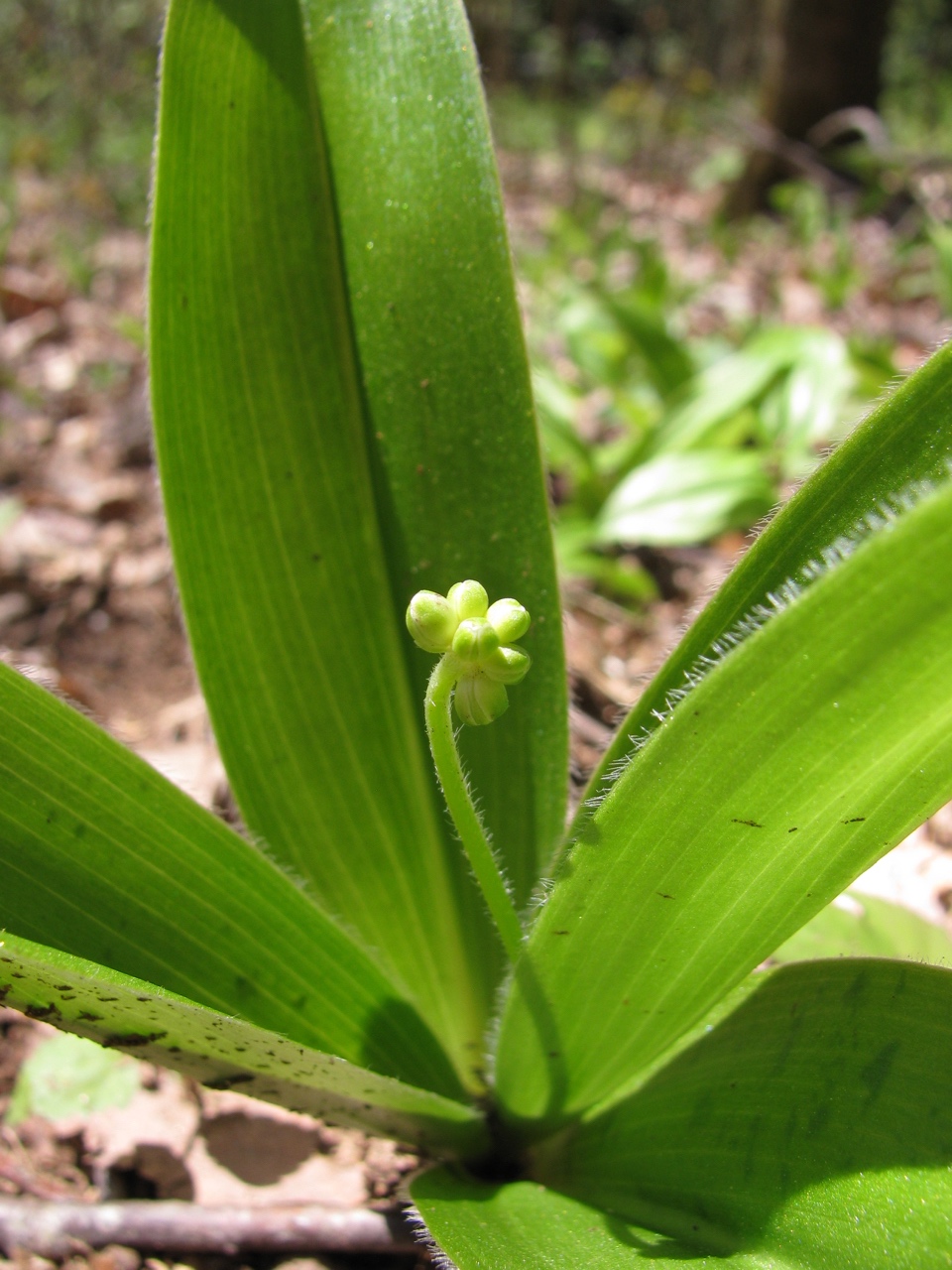 The Scientific Name is Clintonia umbellulata. You will likely hear them called Speckled Wood Lily. This picture shows the Strongly ciliated leaf margins of Clintonia umbellulata