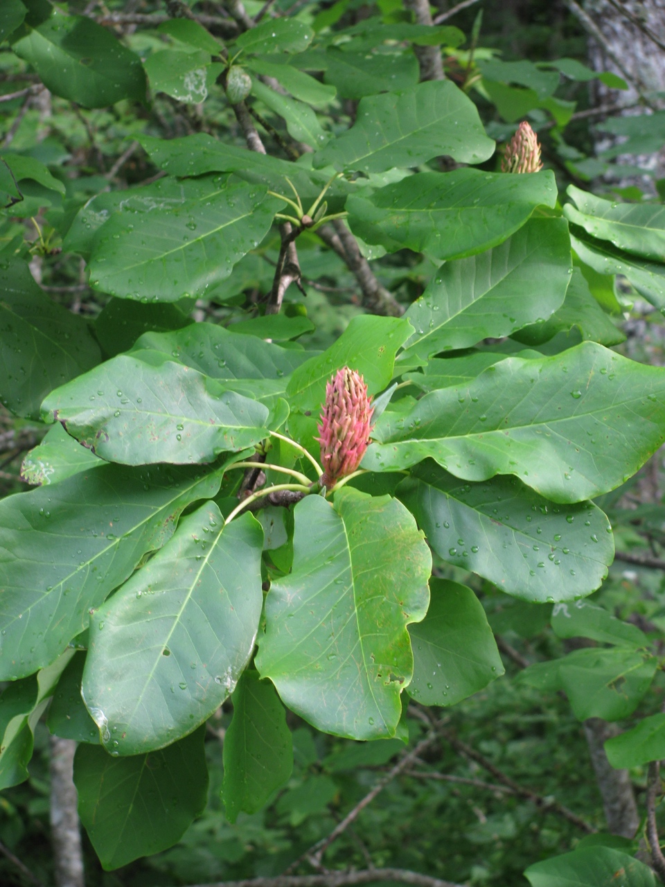 The Scientific Name is Magnolia fraseri [=Paramagnolia fraseri var. fraseri]. You will likely hear them called Fraser Magnolia, Mountain Magnolia, Fraser’s Magnolia, Earleaf Umbrella-tree, Eared Magnolia. This picture shows the Developing fruit in late July of Magnolia fraseri [=Paramagnolia fraseri var. fraseri]