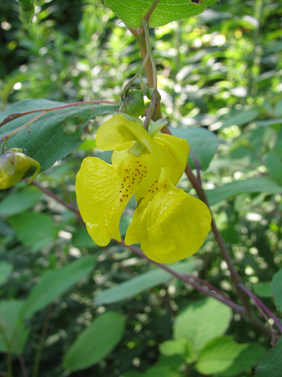 The Scientific Name is Impatiens pallida. You will likely hear them called Yellow Jewelweed, Yellow Touch-me-not, Pale Touch-me-not. This picture shows the Trumpet-shaped yellow flowers of Impatiens pallida