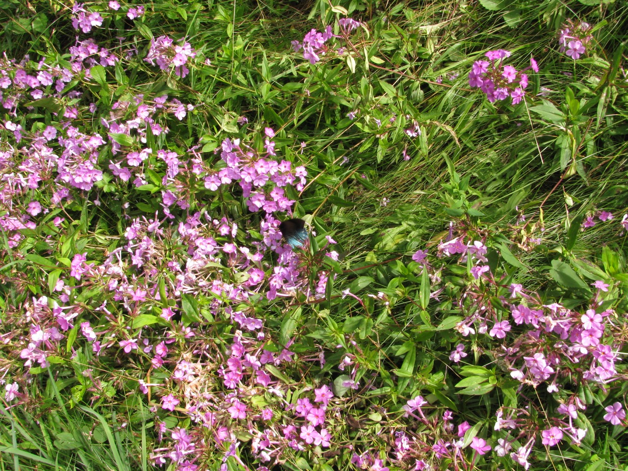 The Scientific Name is Phlox carolina. You will likely hear them called Carolina Phlox, Thick-leaf Phlox, Giant Phlox, Summer Phlox. This picture shows the In full bloom in July of Phlox carolina