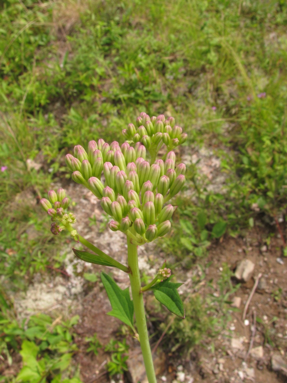 The Scientific Name is Arnoglossum atriplicifolium [= Cacalia atriplicifolia]. You will likely hear them called Pale Indian-plantain. This picture shows the Pink flower buds in July of Arnoglossum atriplicifolium [= Cacalia atriplicifolia]