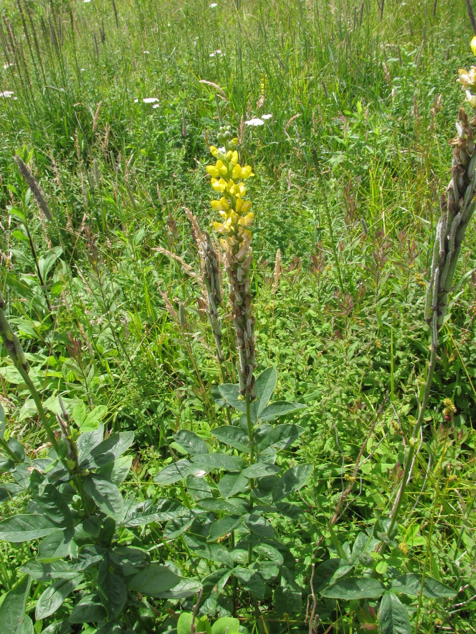 The Scientific Name is Thermopsis villosa [= Thermopsis caroliniana]. You will likely hear them called Blue Ridge Golden-banner, Aaron's-rod, Carolina Lupine, Carolina Bushpea, Carolina False-lupine, Southern Lupine. This picture shows the Has a strongly erect terminal raceme of yellow flowers of Thermopsis villosa [= Thermopsis caroliniana]