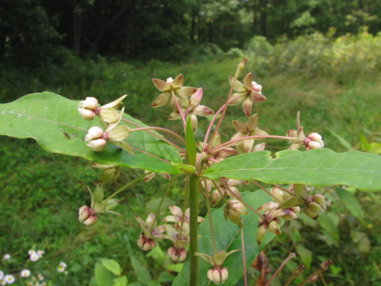 The Scientific Name is Asclepias exaltata. You will likely hear them called Poke Milkweed, Tall Milkweed. This picture shows the The flowers are greenish-white but can also be tinged with pink. of Asclepias exaltata