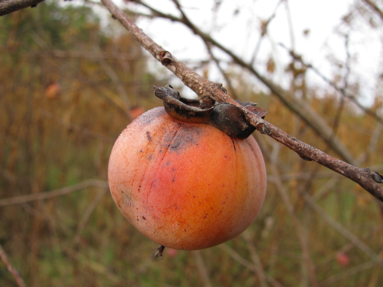 The Scientific Name is Diospyros virginiana. You will likely hear them called Persimmon, Possum Apple, Possumwood. This picture shows the Close-up of fruit late October of Diospyros virginiana